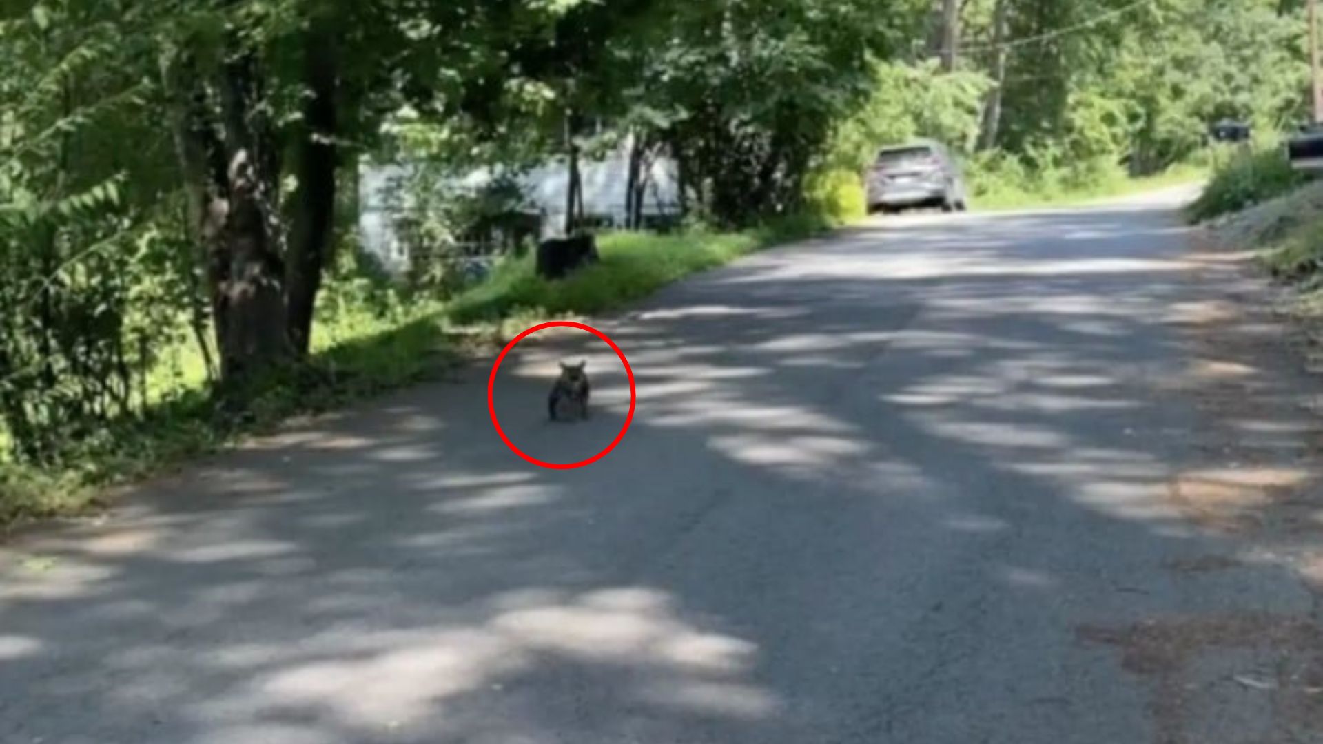 tiny animal on road