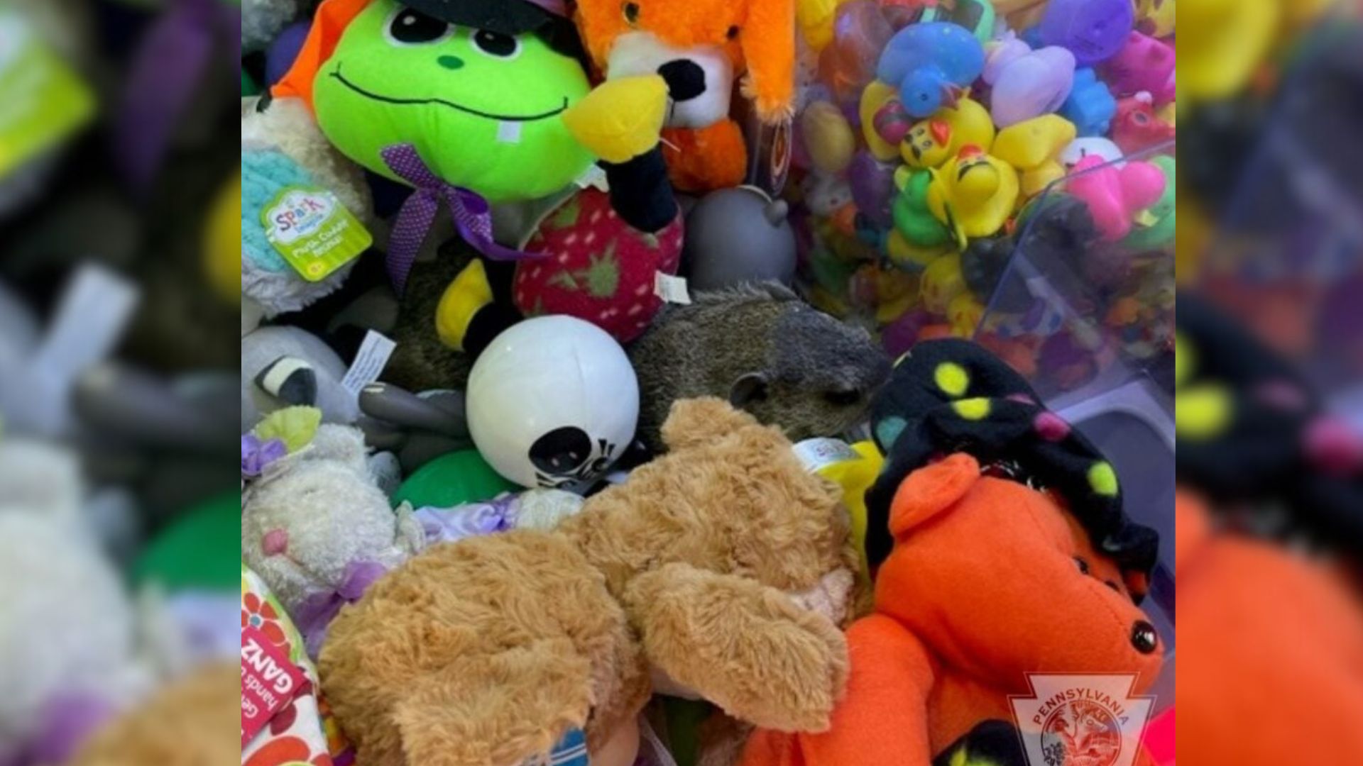 animal in arcade machine