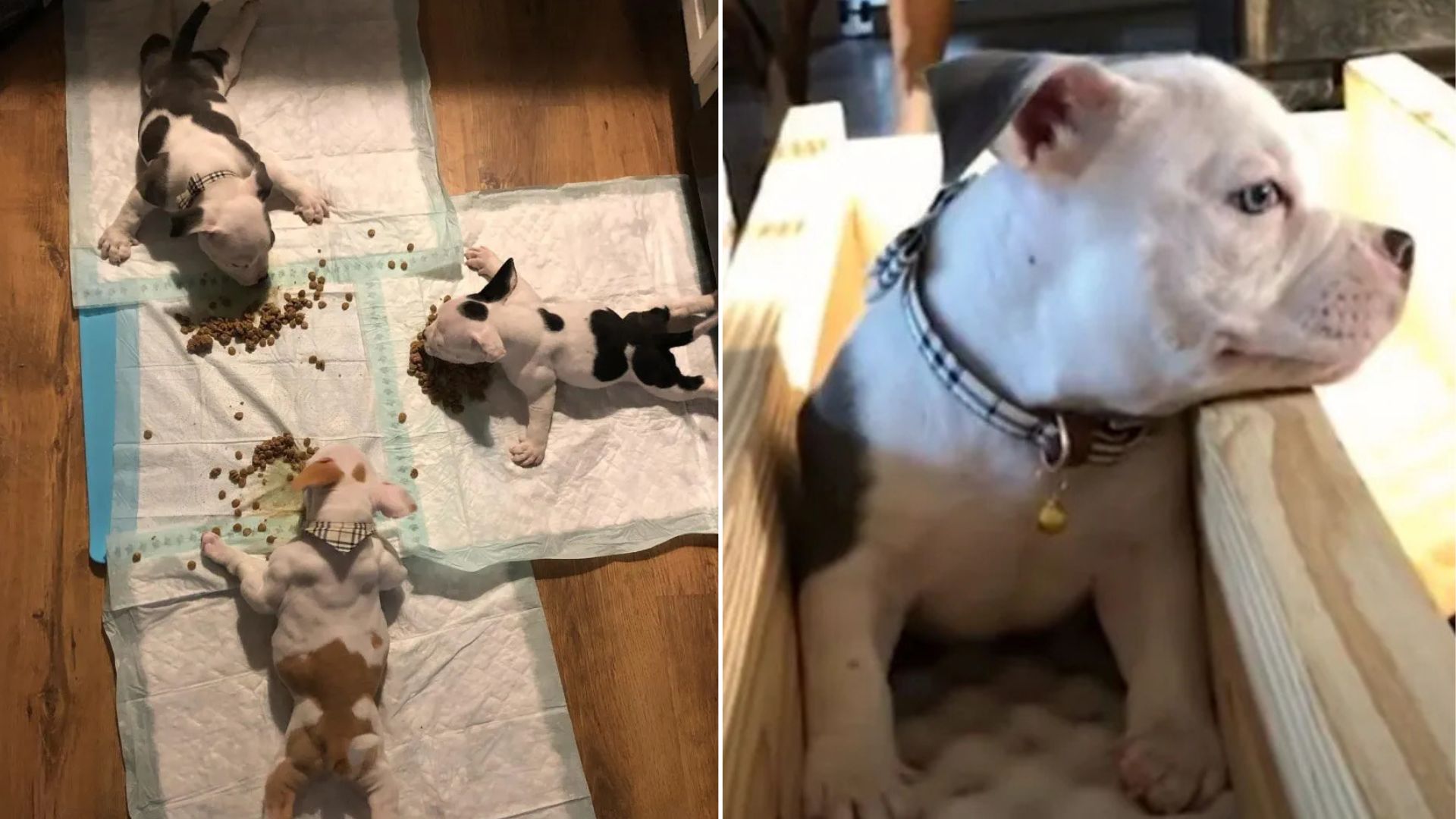 puppies with rare condition