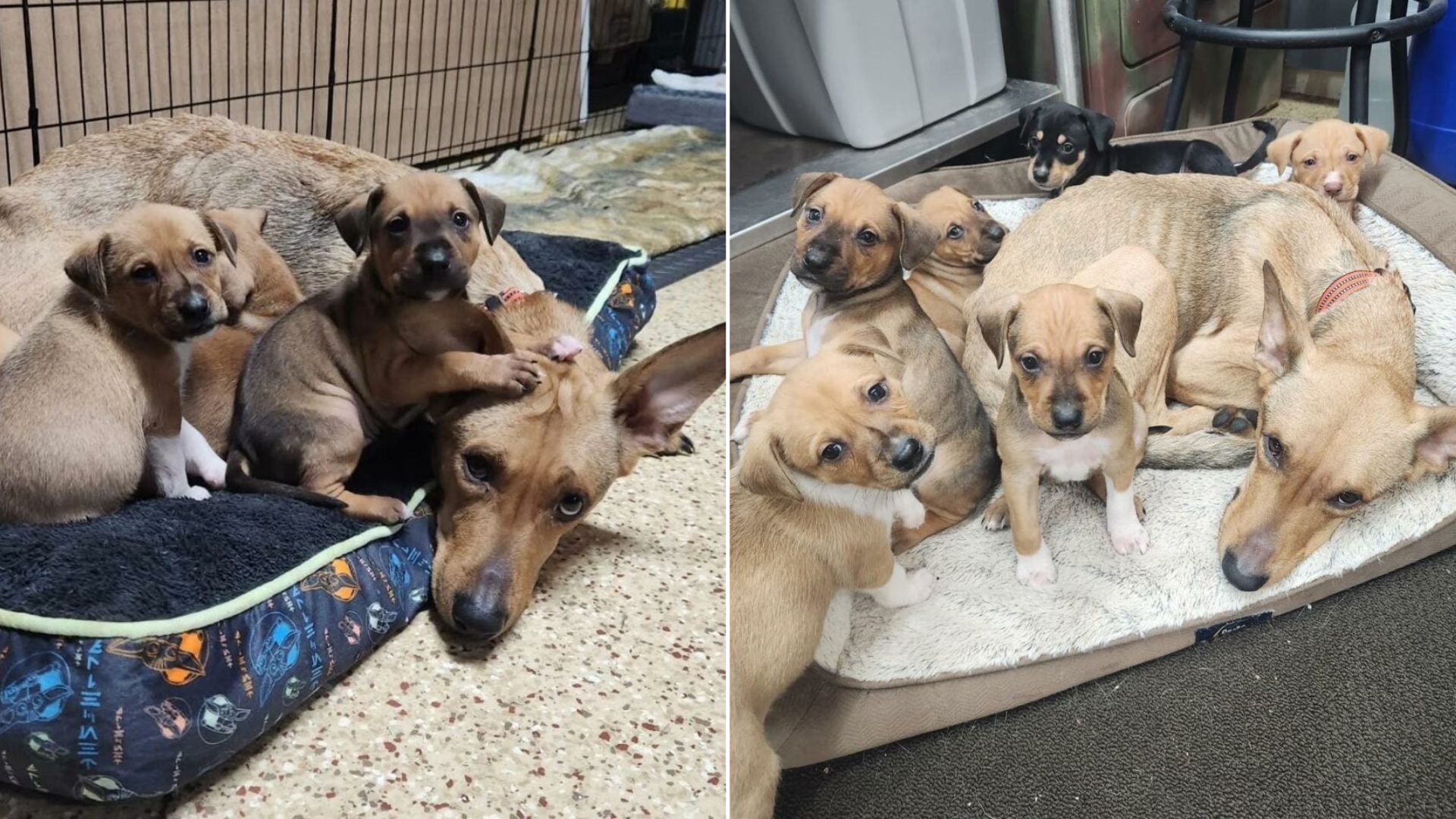 adorable puppies