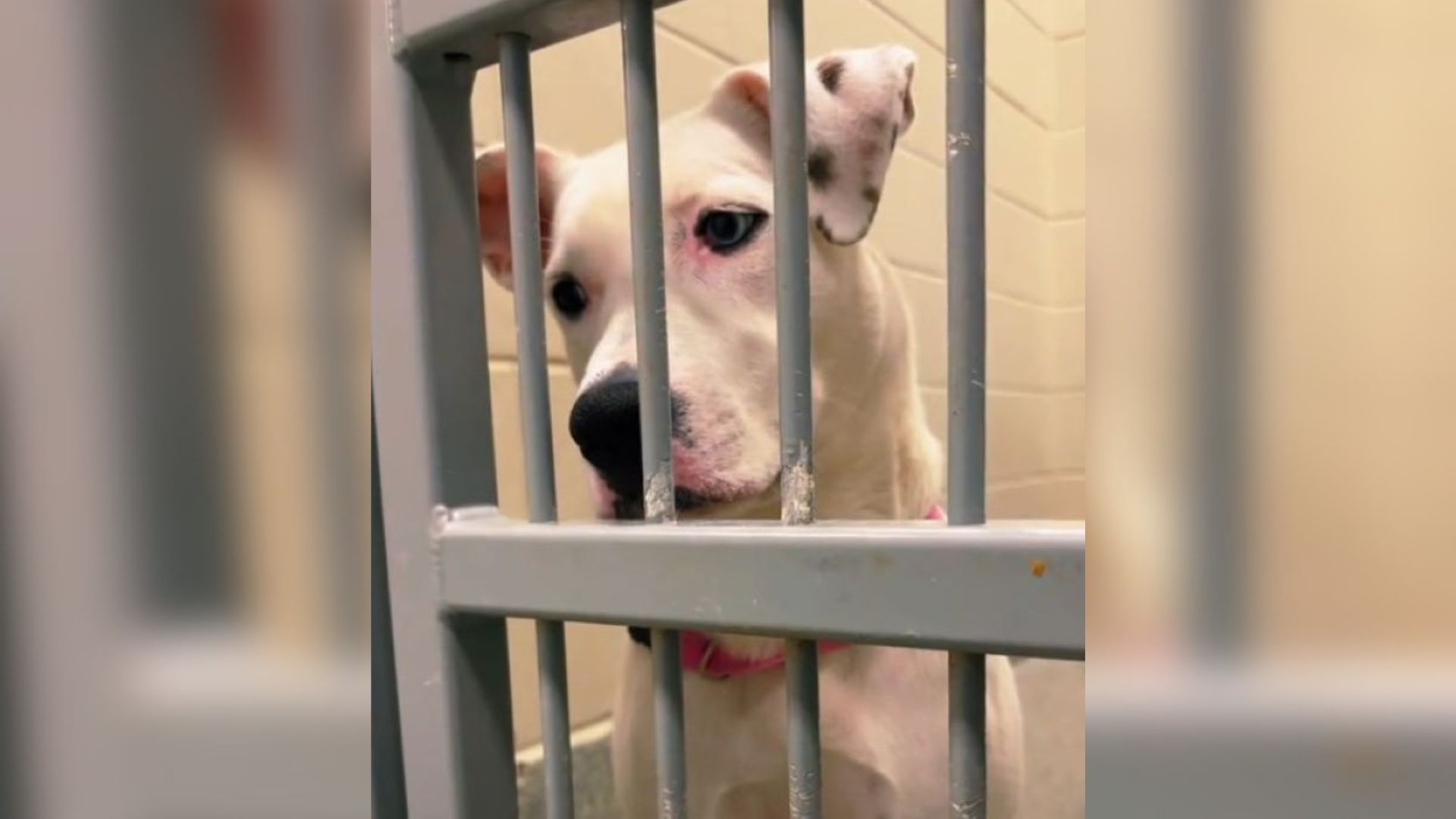 sweet dog in shelter