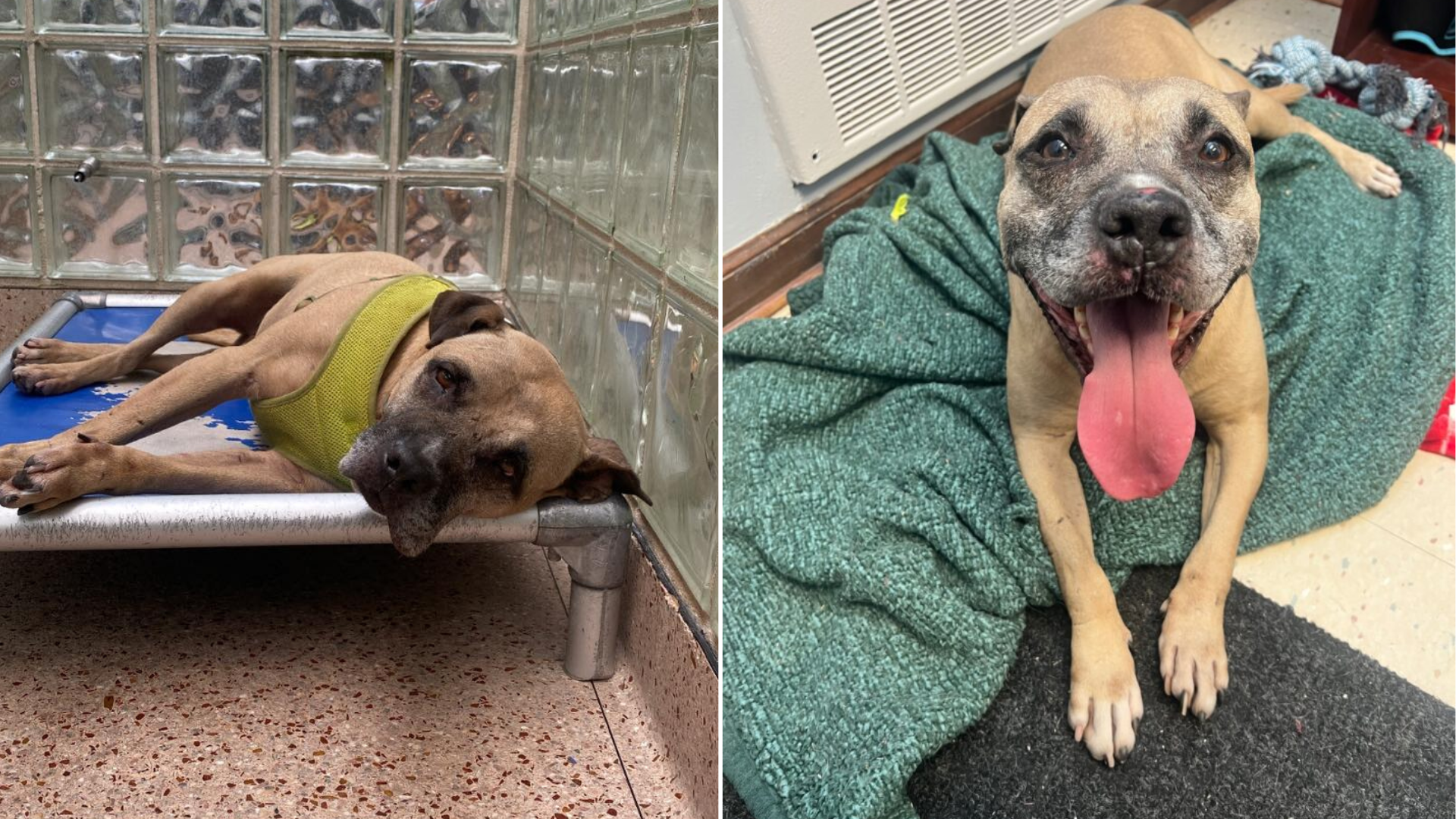 shelter dog