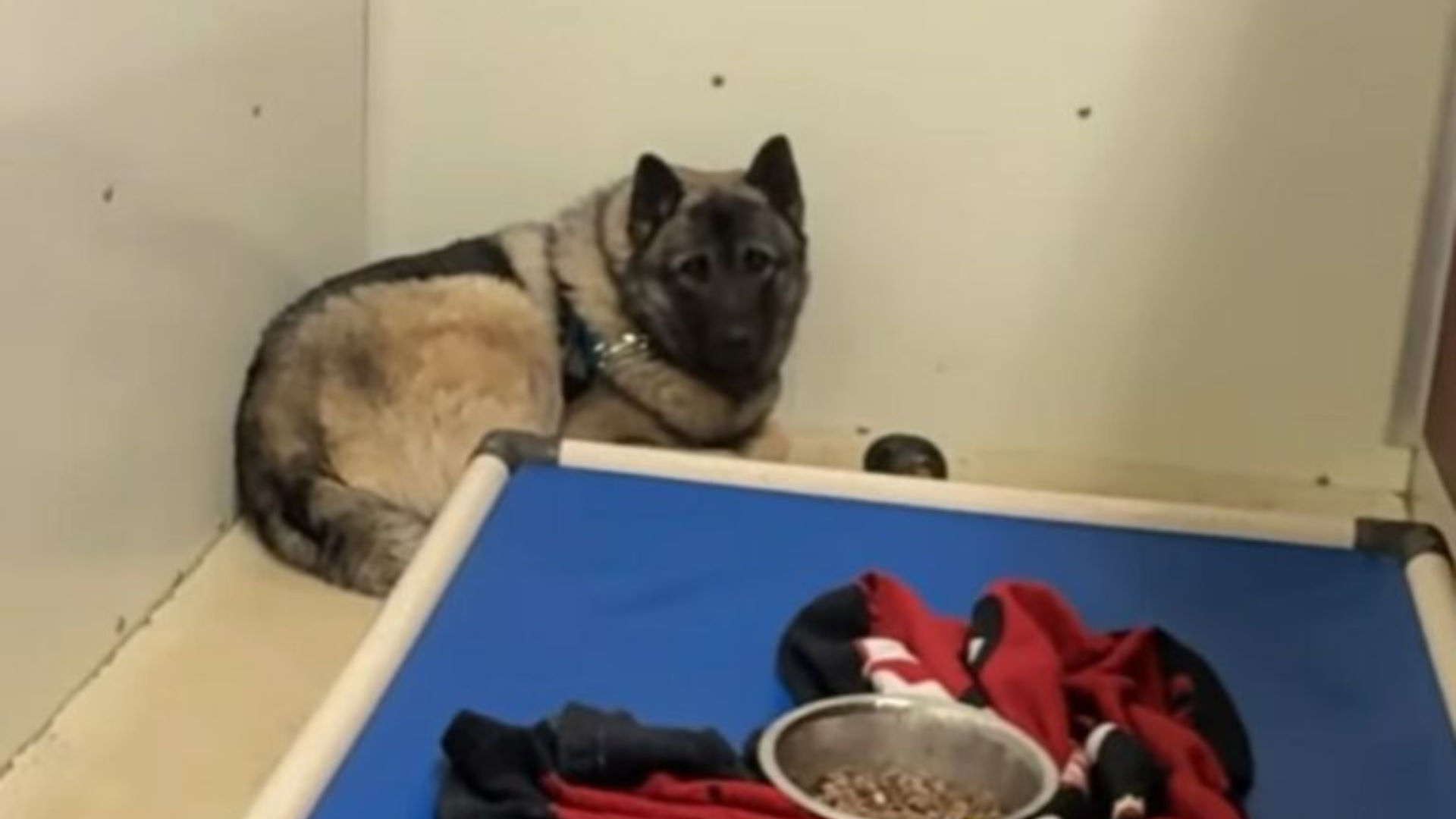 scared dog in shelter