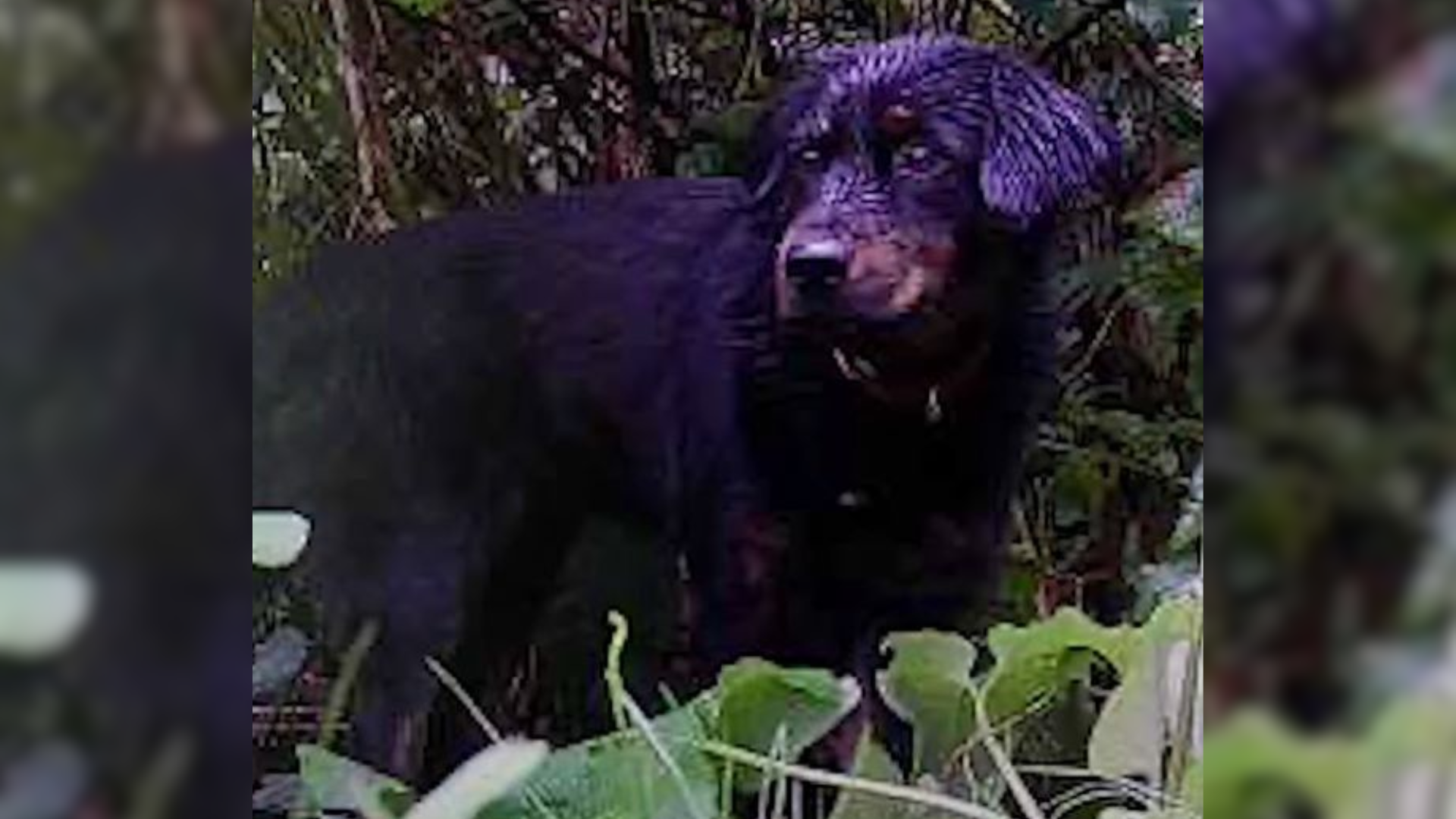 stray dog in bush