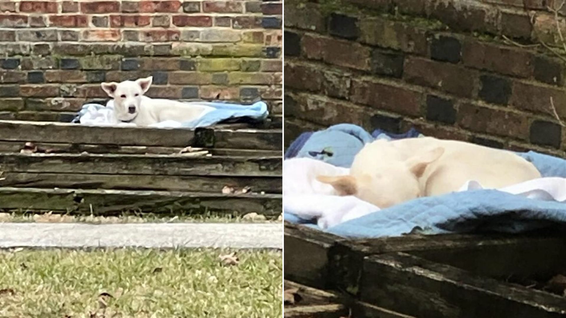 white dog laying down