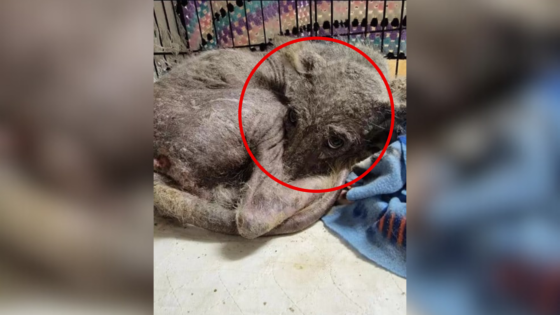 animal in terrible state