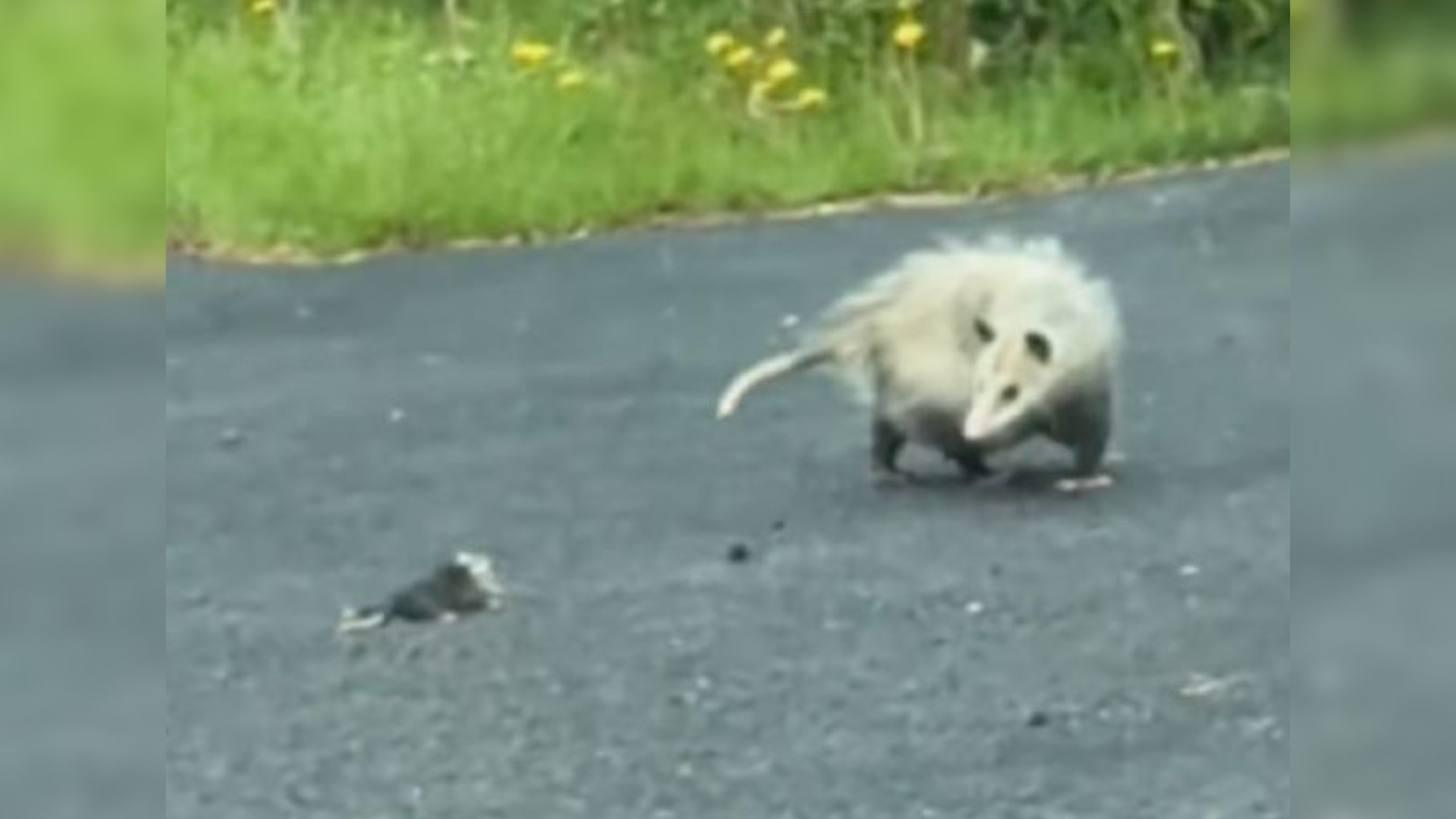 mother opossum with baby