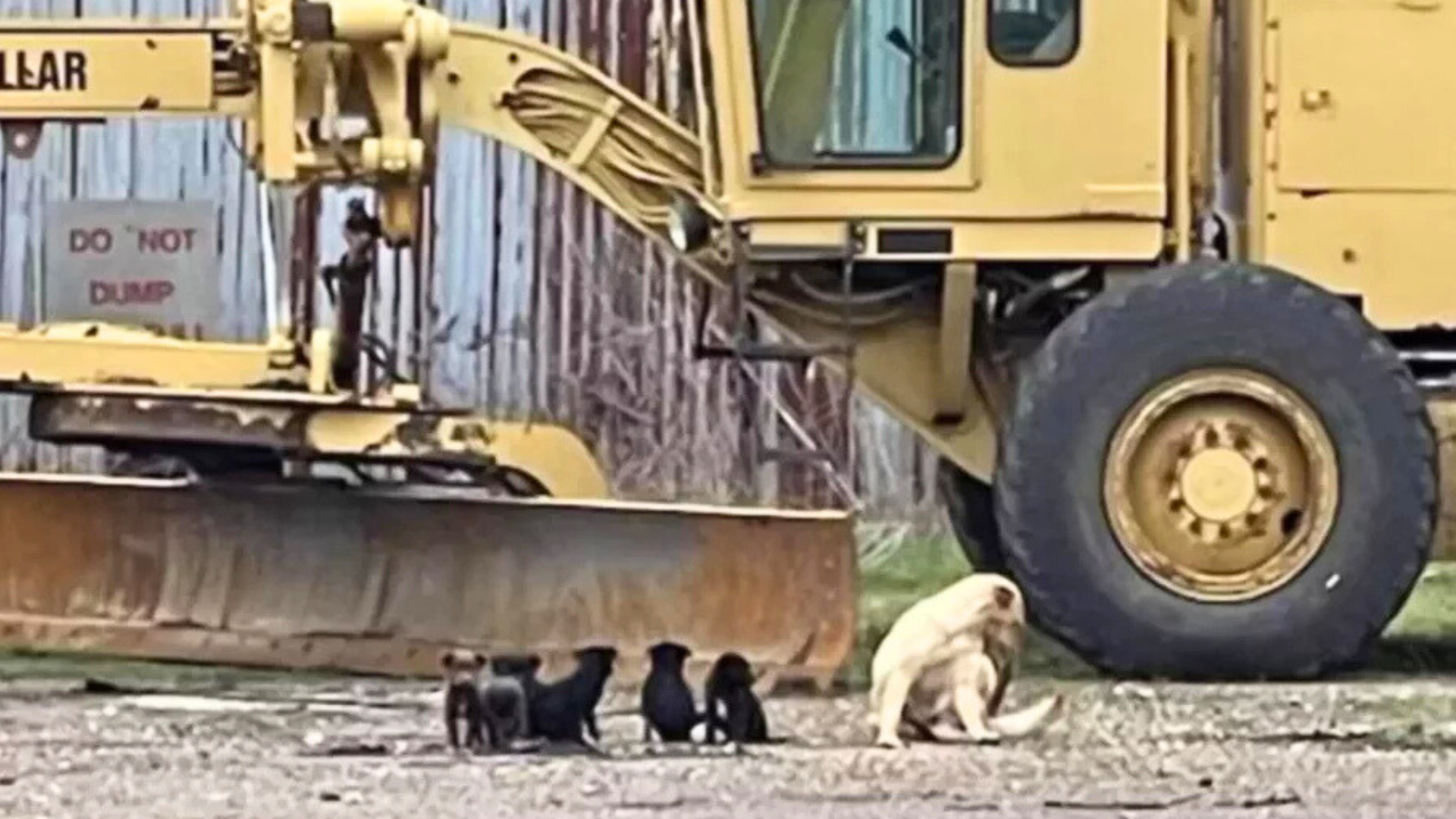 dog and puppies sat construction site