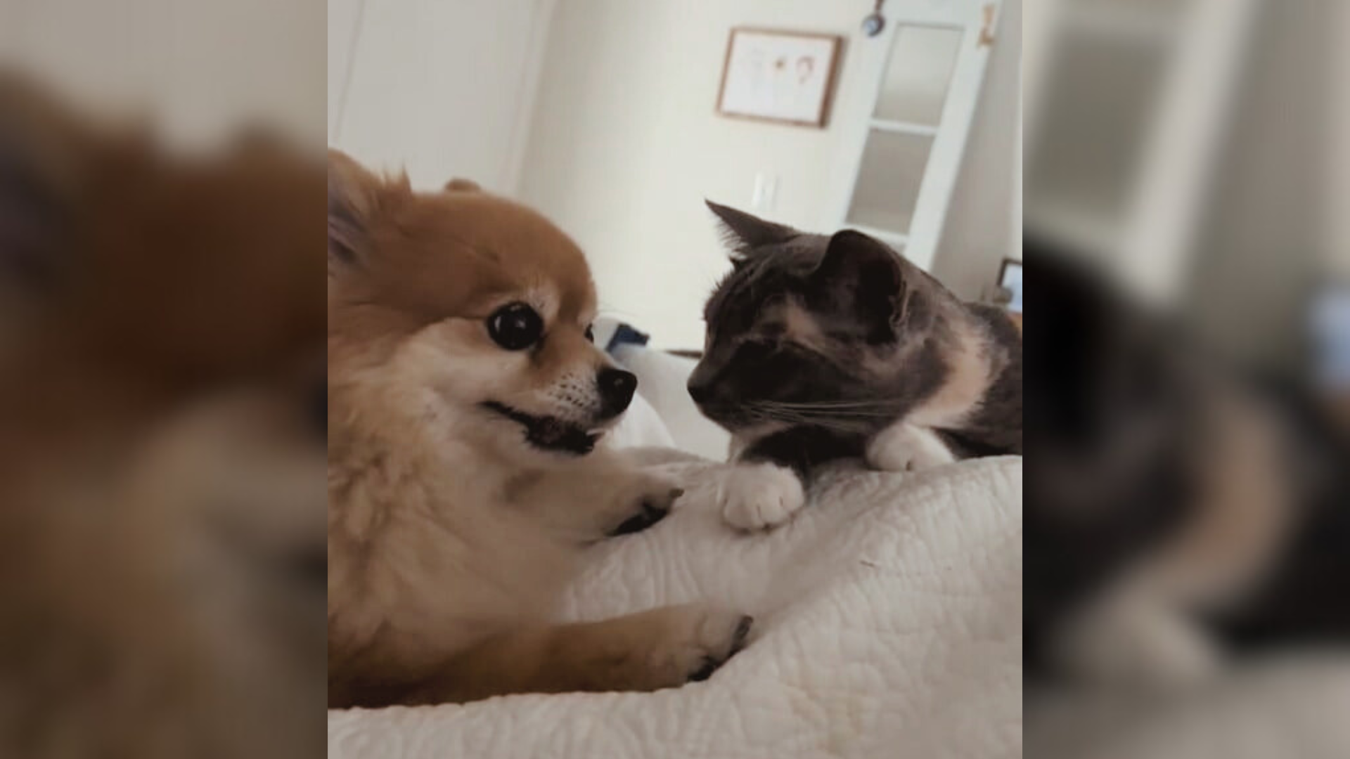 dog and cat on bed