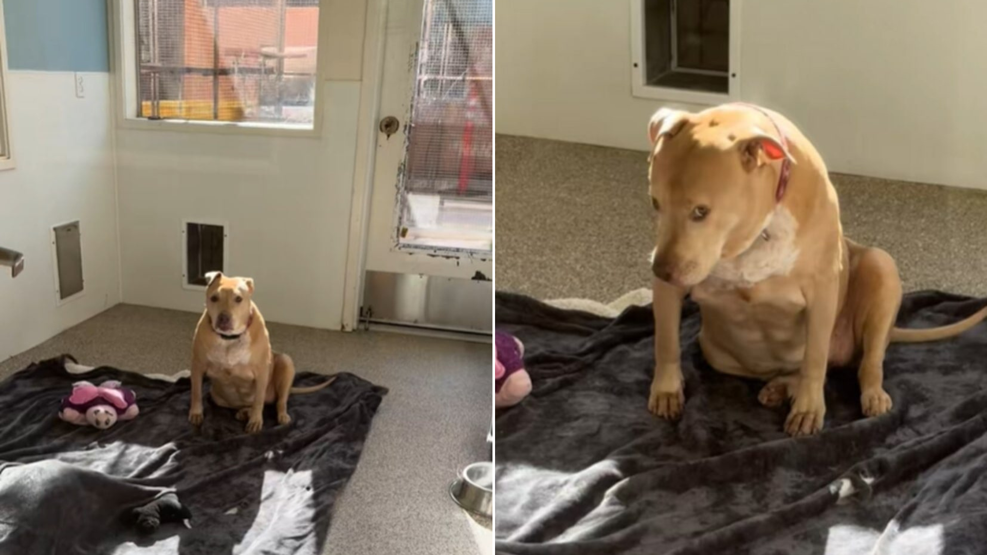 dog in shelter