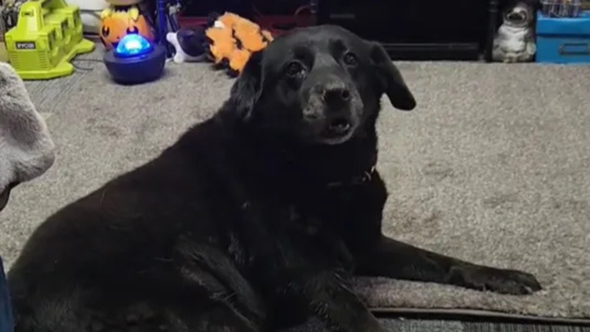 black dog lying down