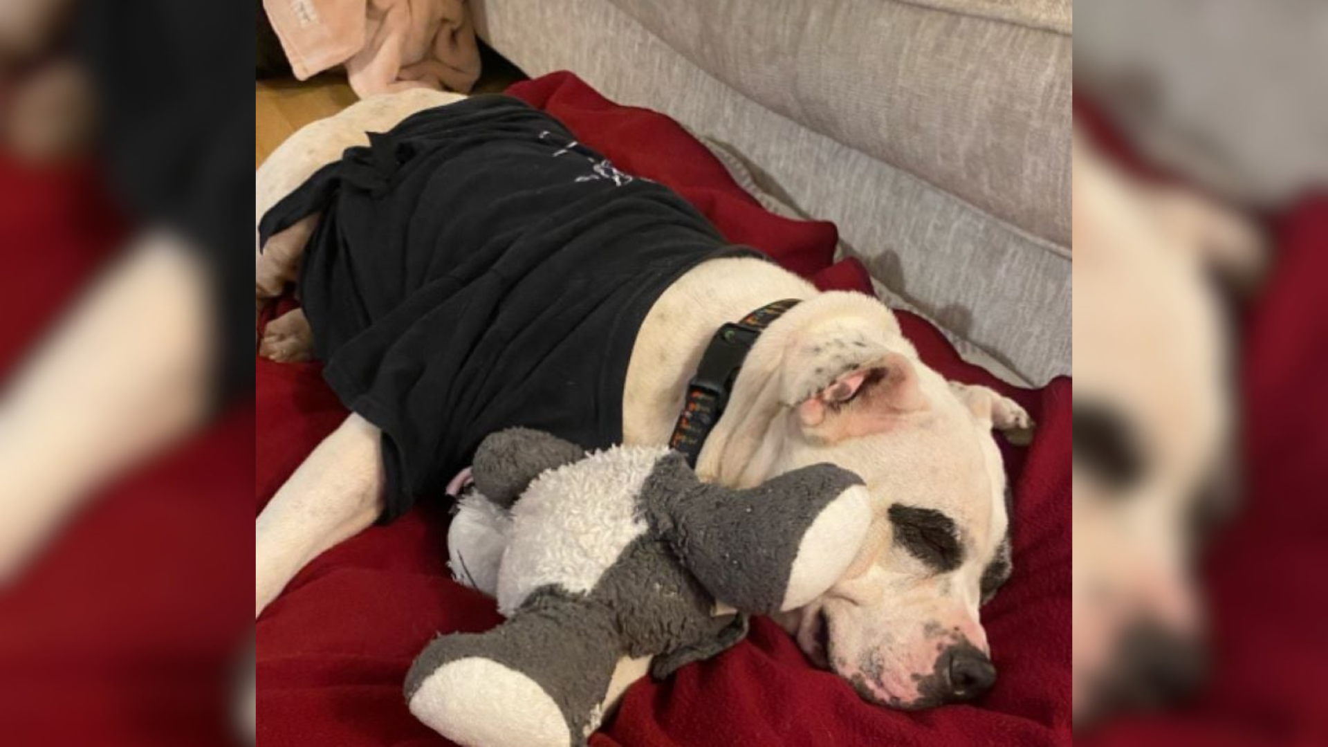 dog sleeping on blanket