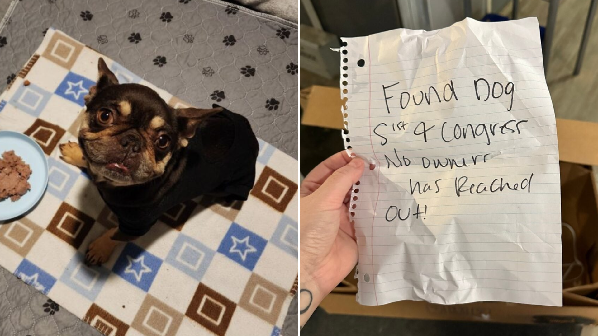 dog abandoned with note