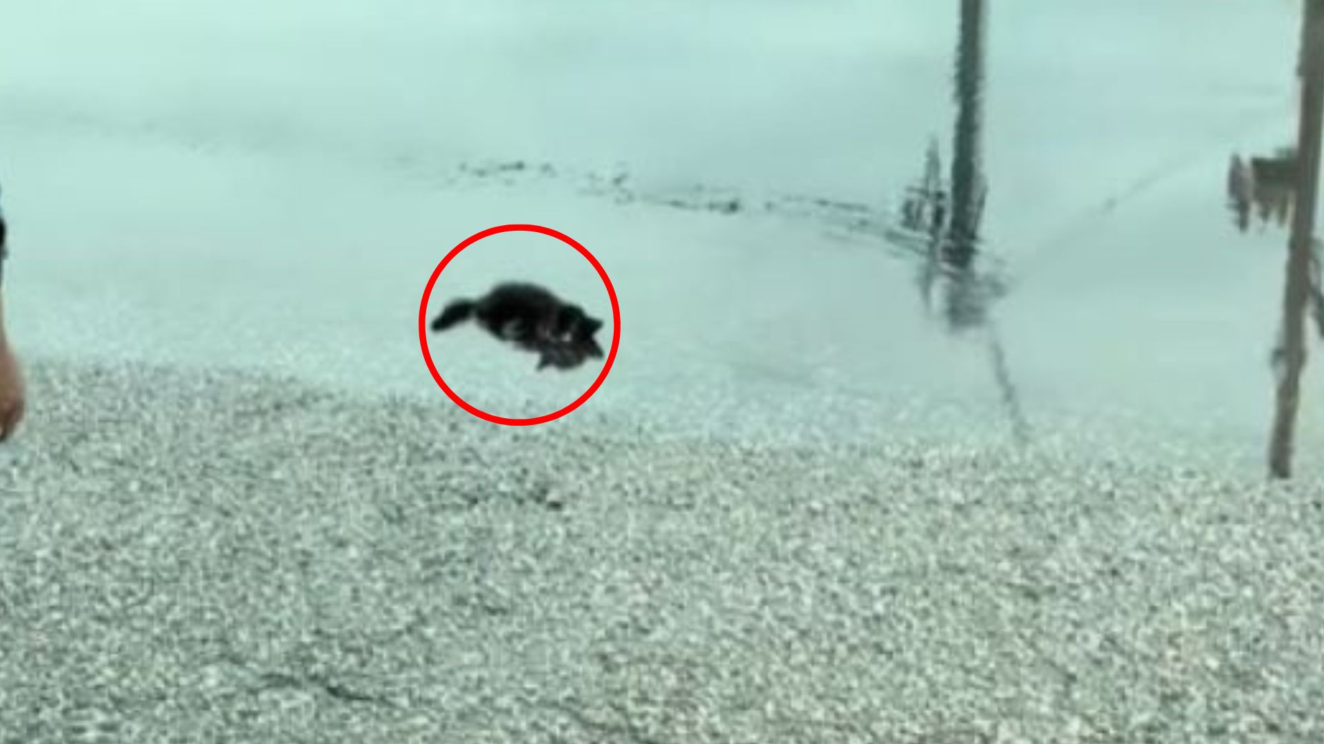 kitten in pond