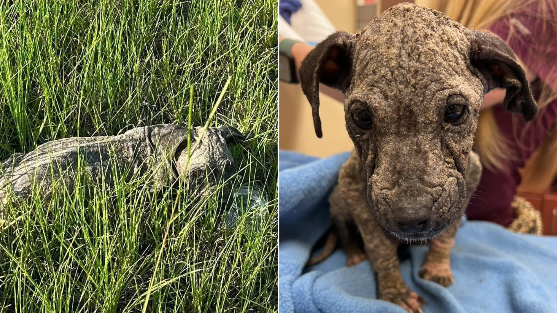 small sick dog in grass