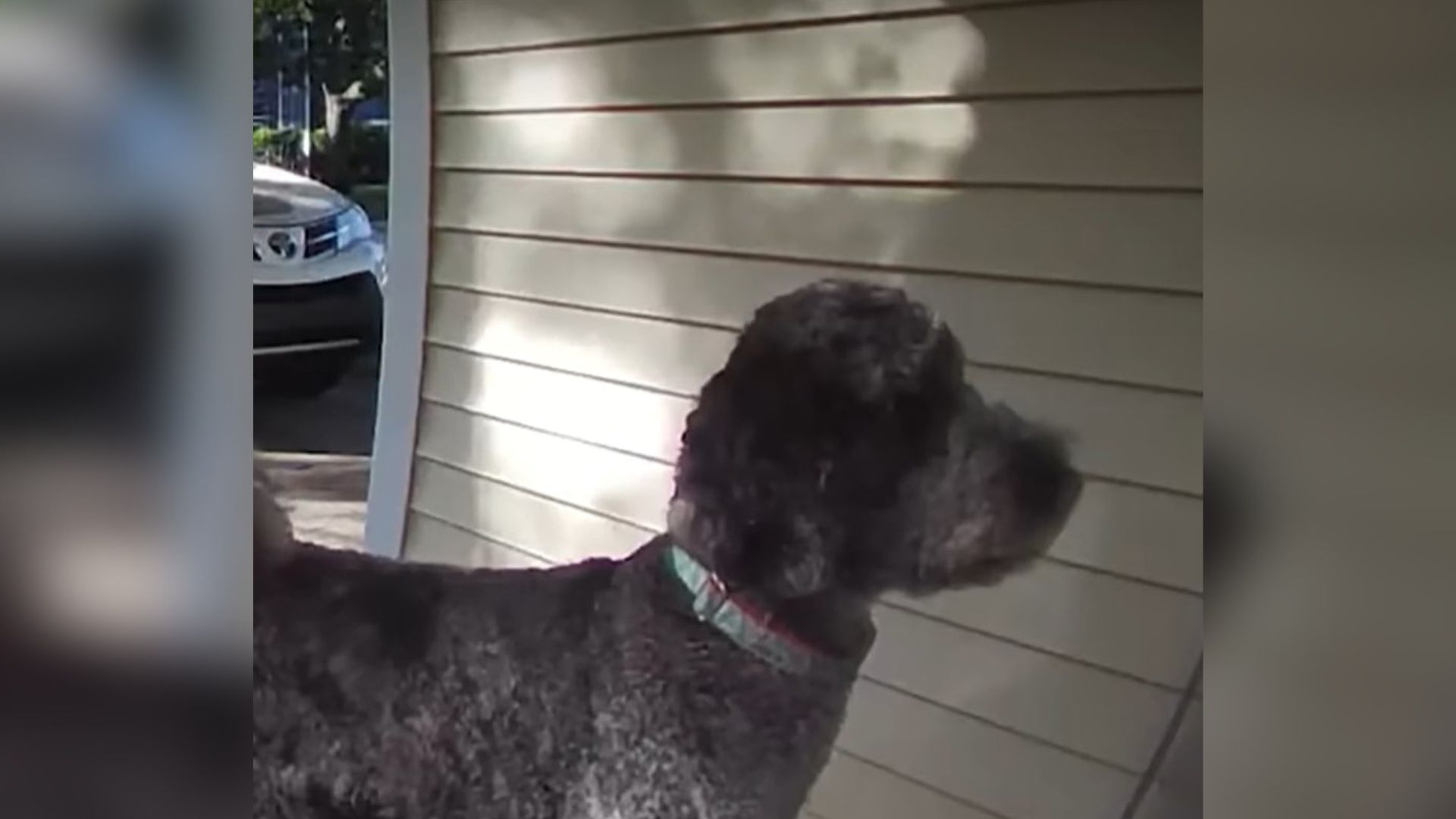 dog on porch
