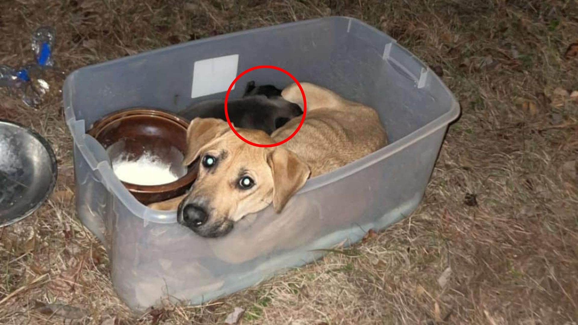 dog and puppies in plastic bin