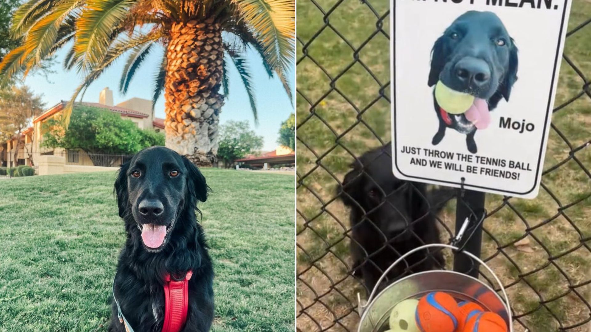 sweet black dog