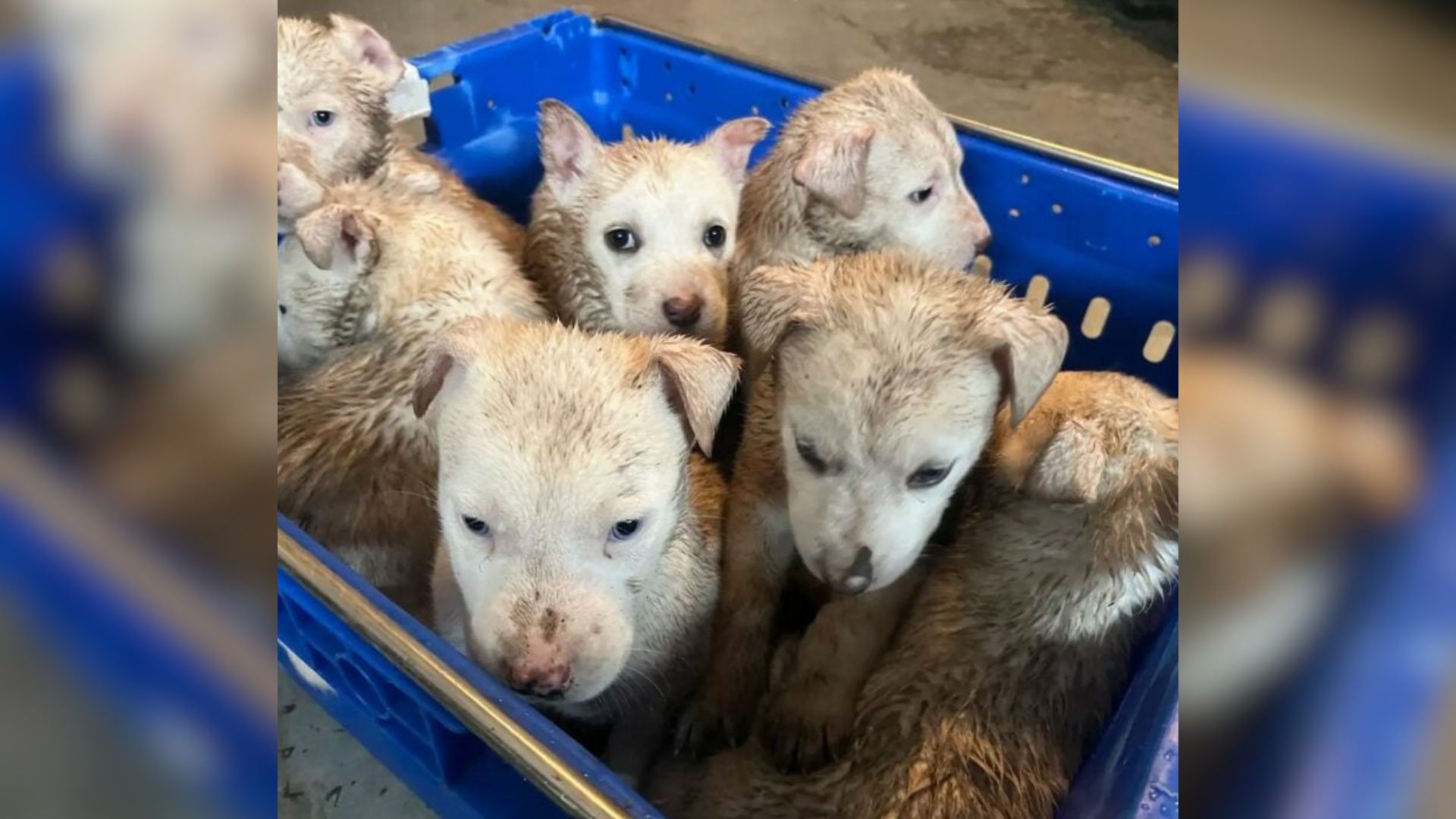 cute puppies