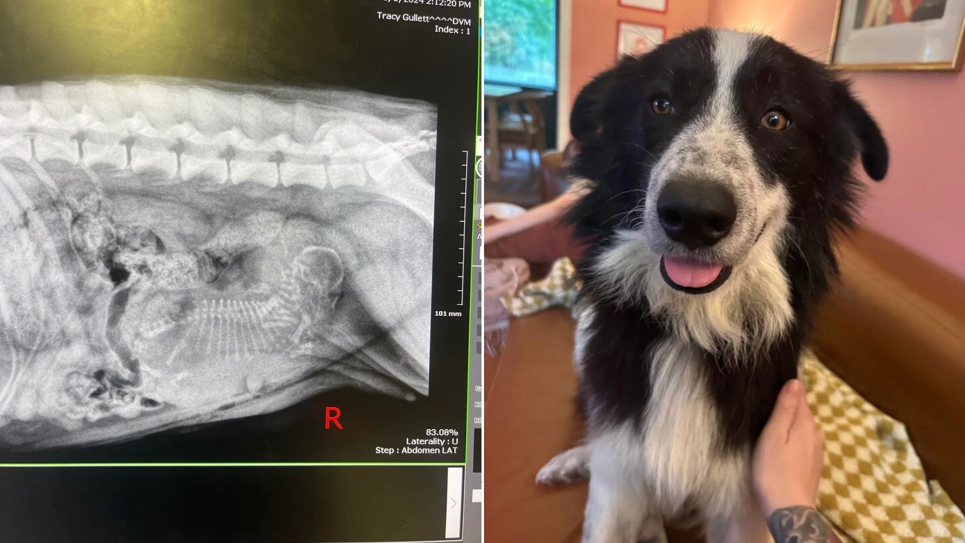 x-ray of dog
