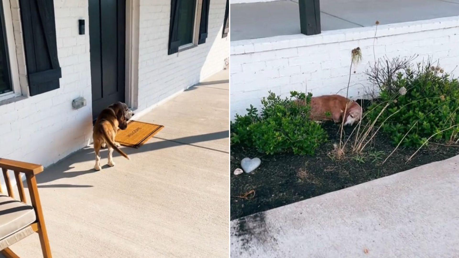 dog on porch