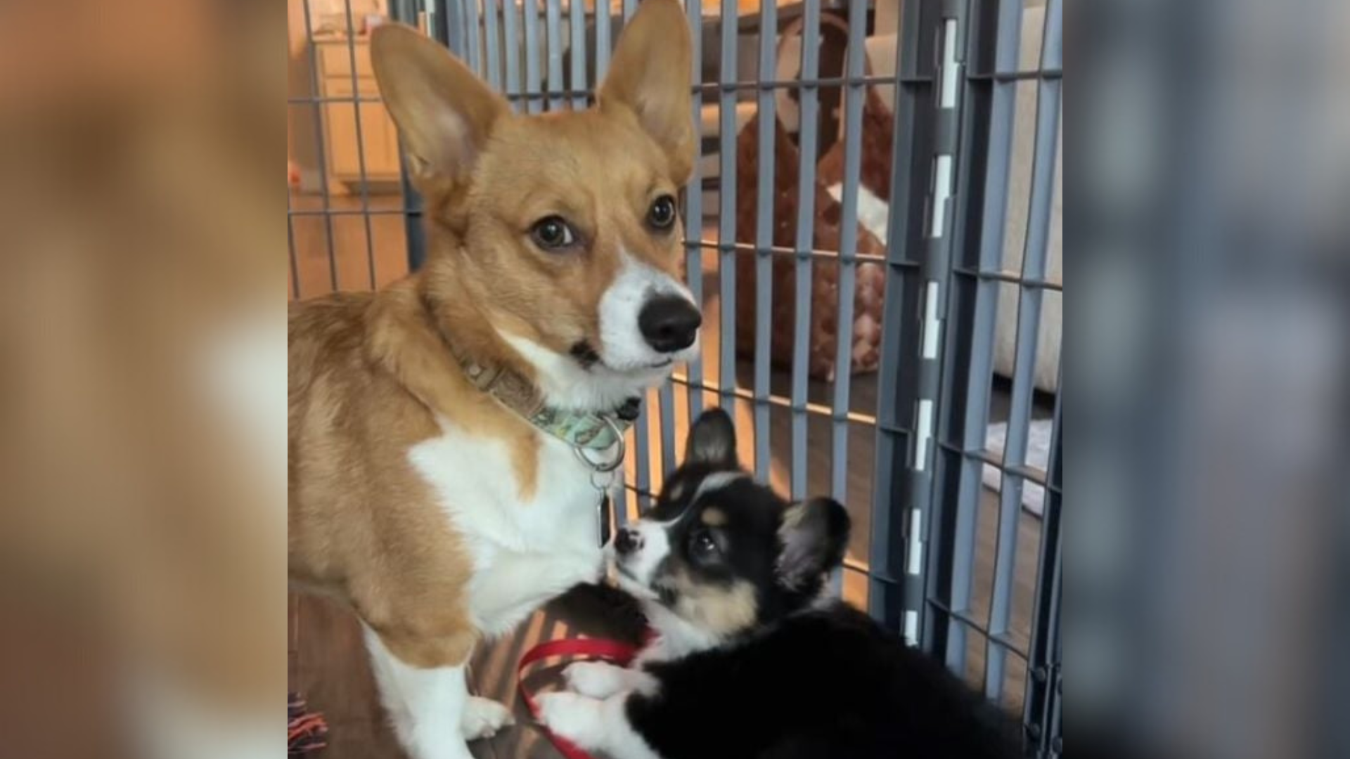 dog with a funny expression