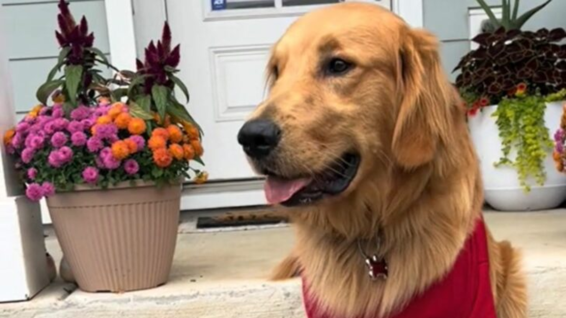 golden retriever on a porch