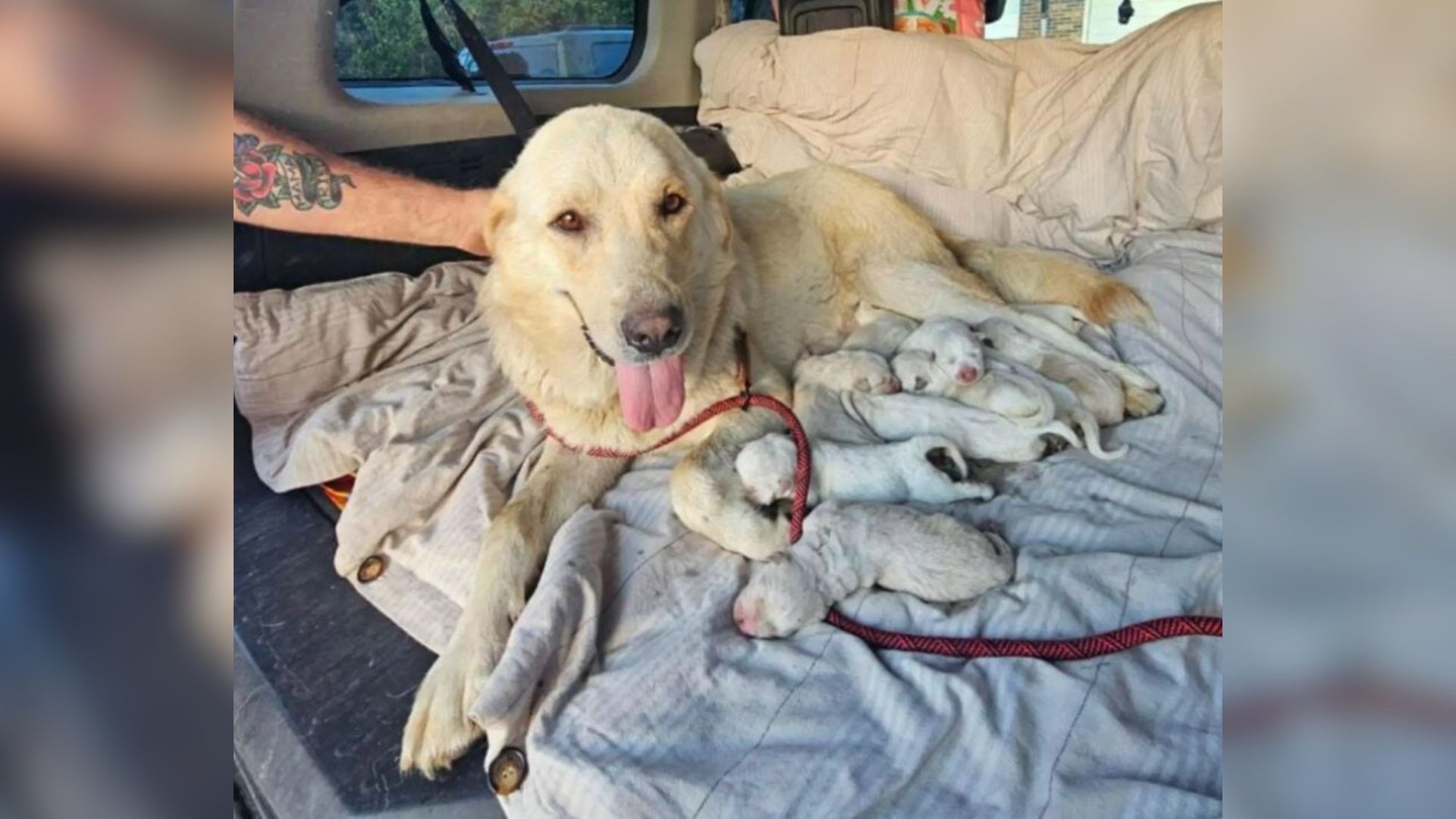 mother dog and puppies