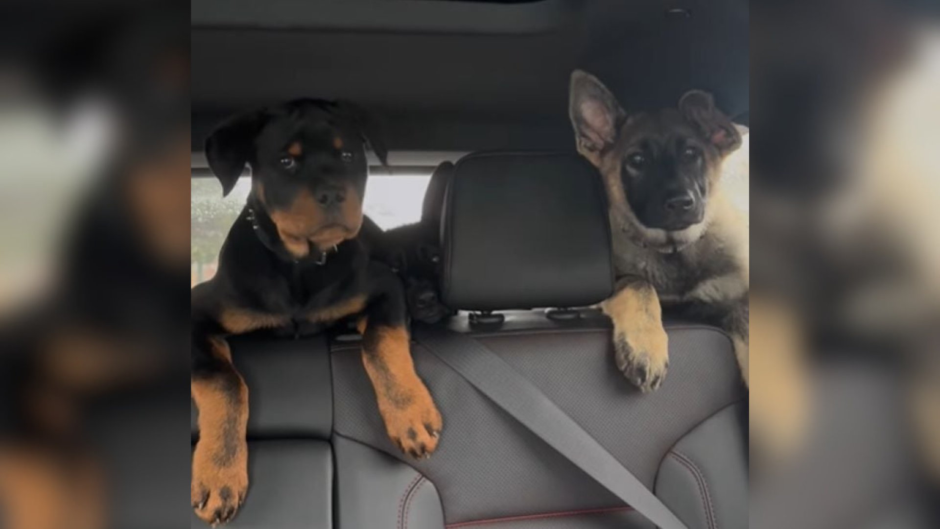 three puppies in car