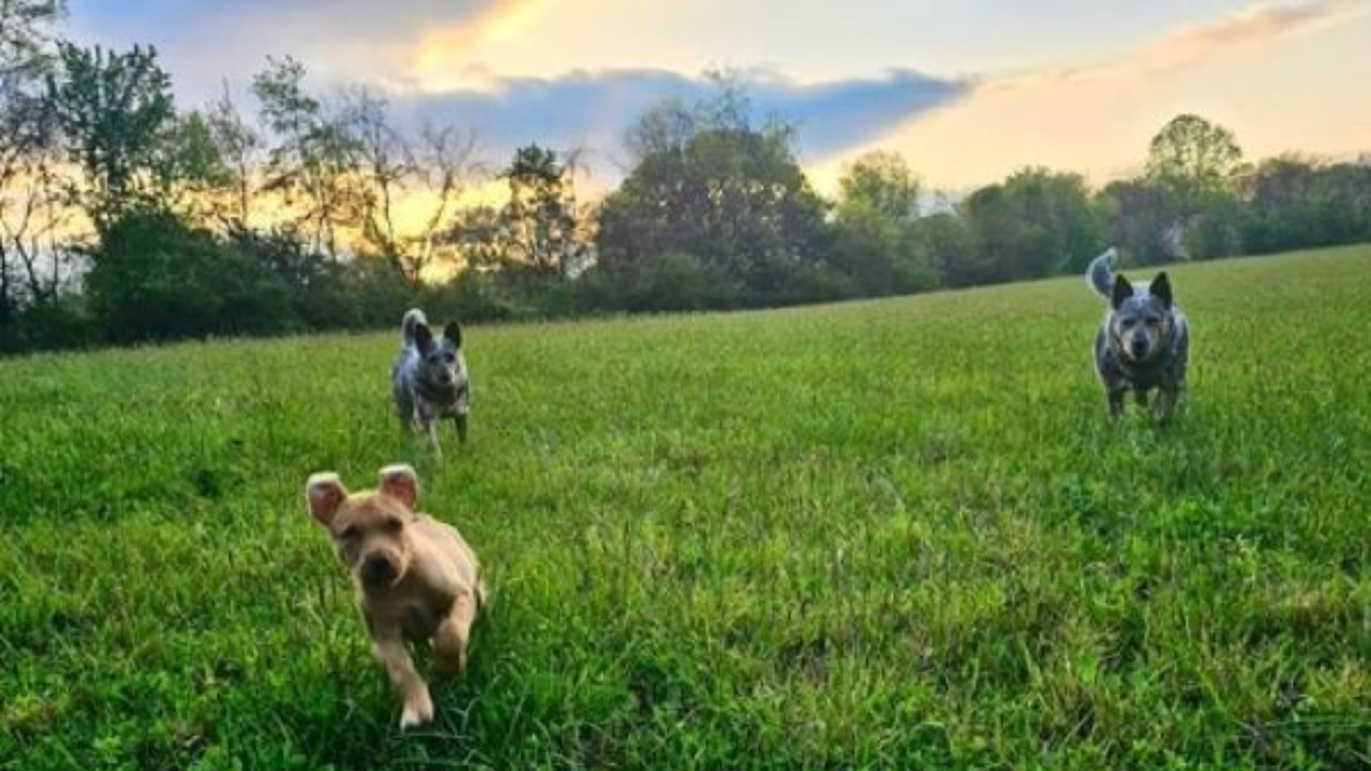 dogs running on grass
