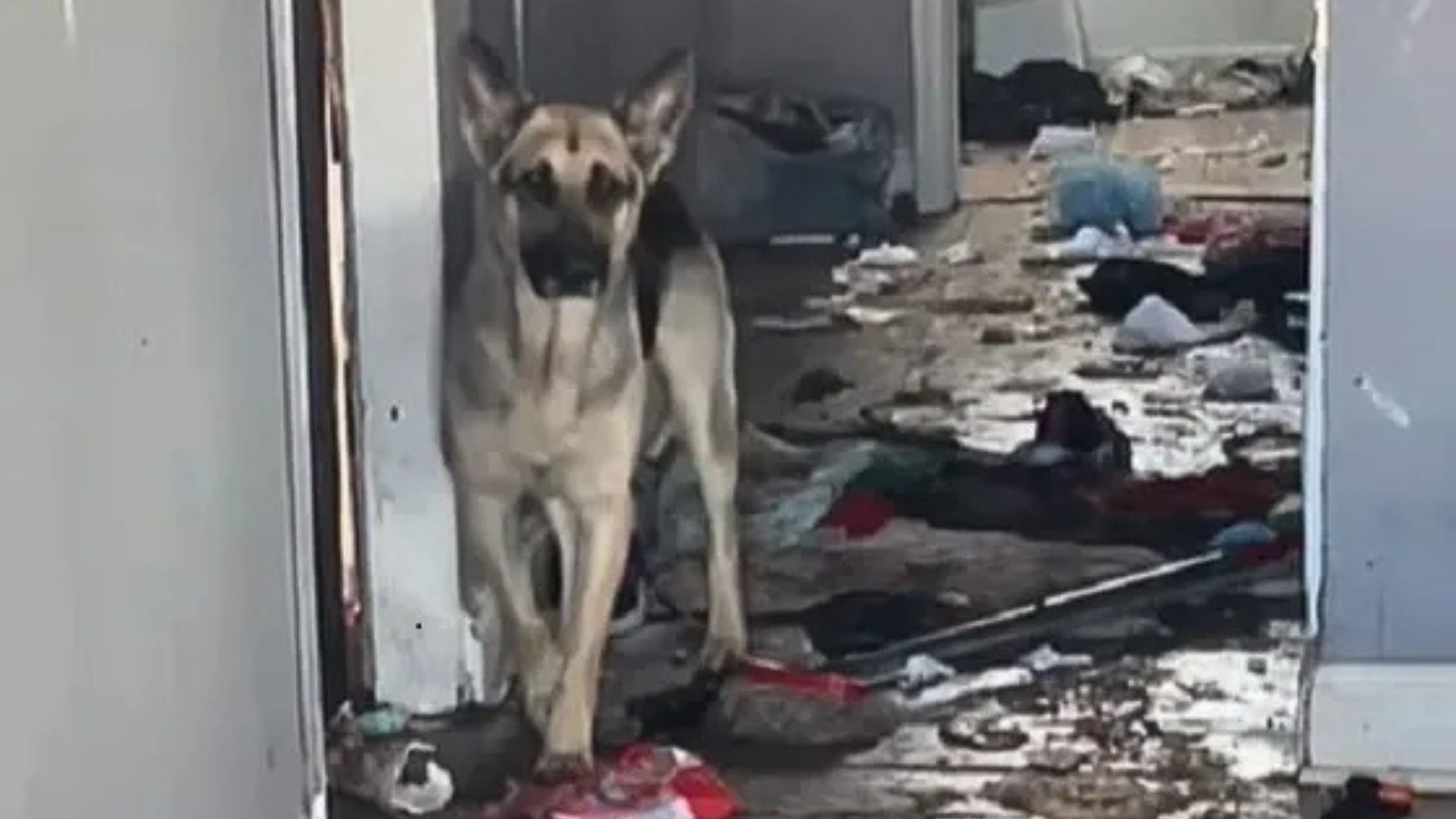 dog in abandoned house