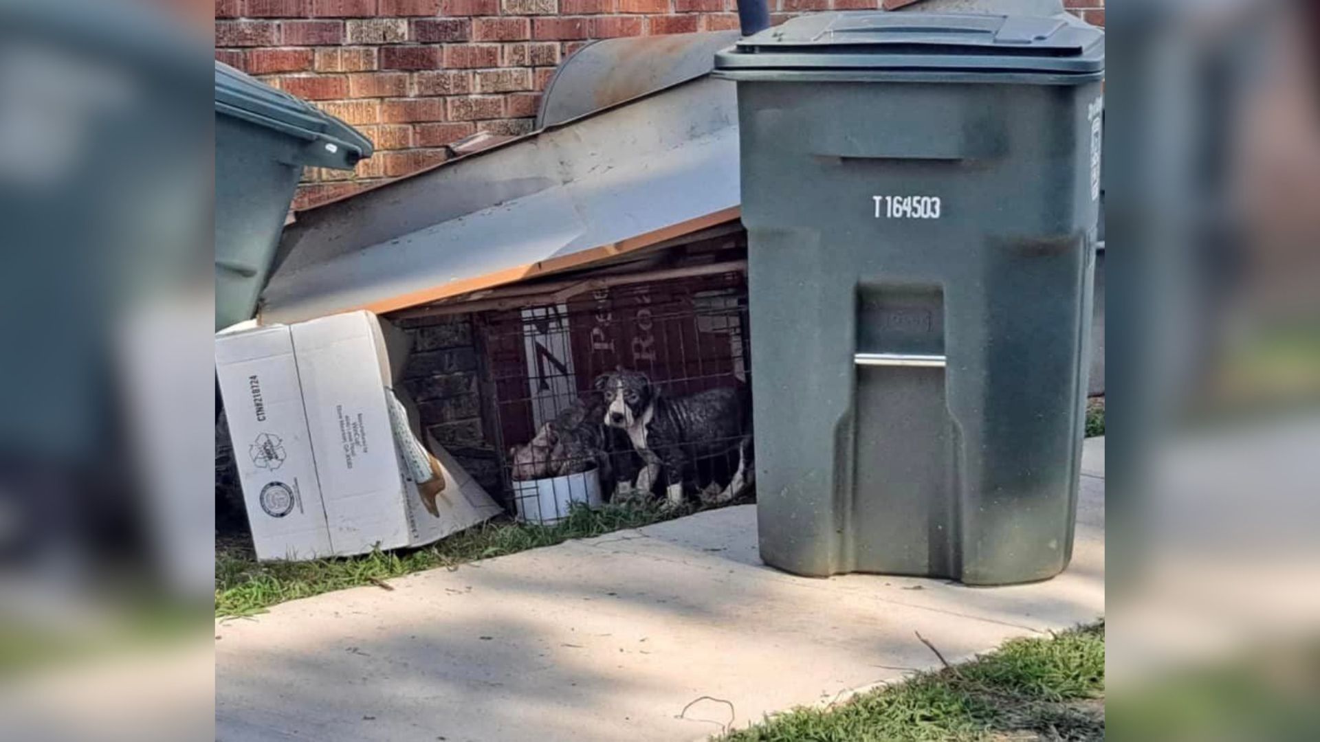 puppy near dumpster