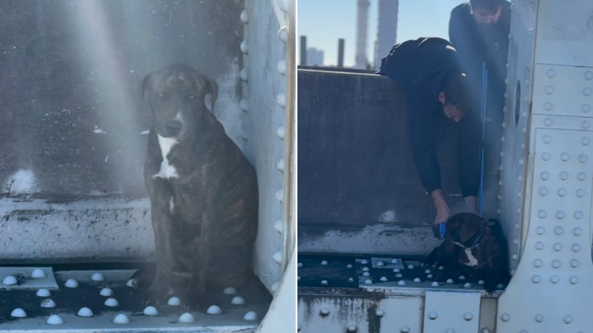 dog on a ledge