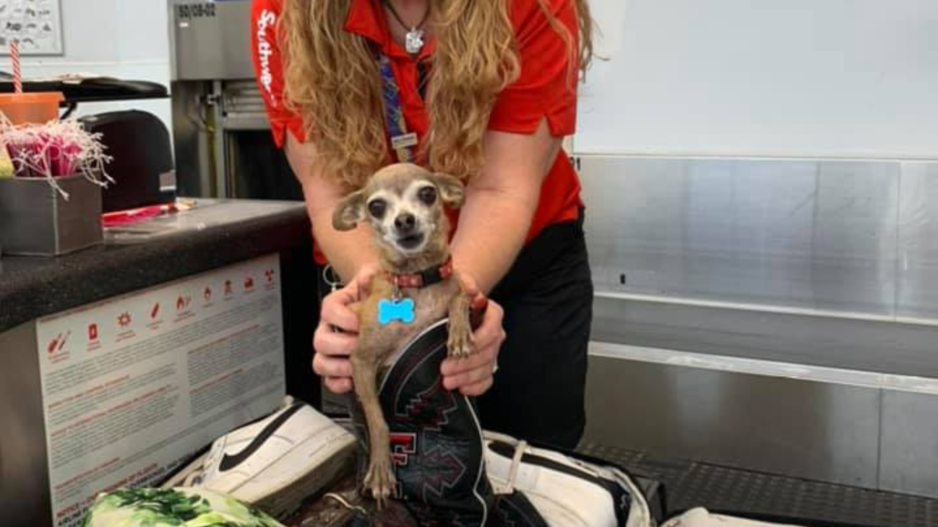 small dog in suitcase