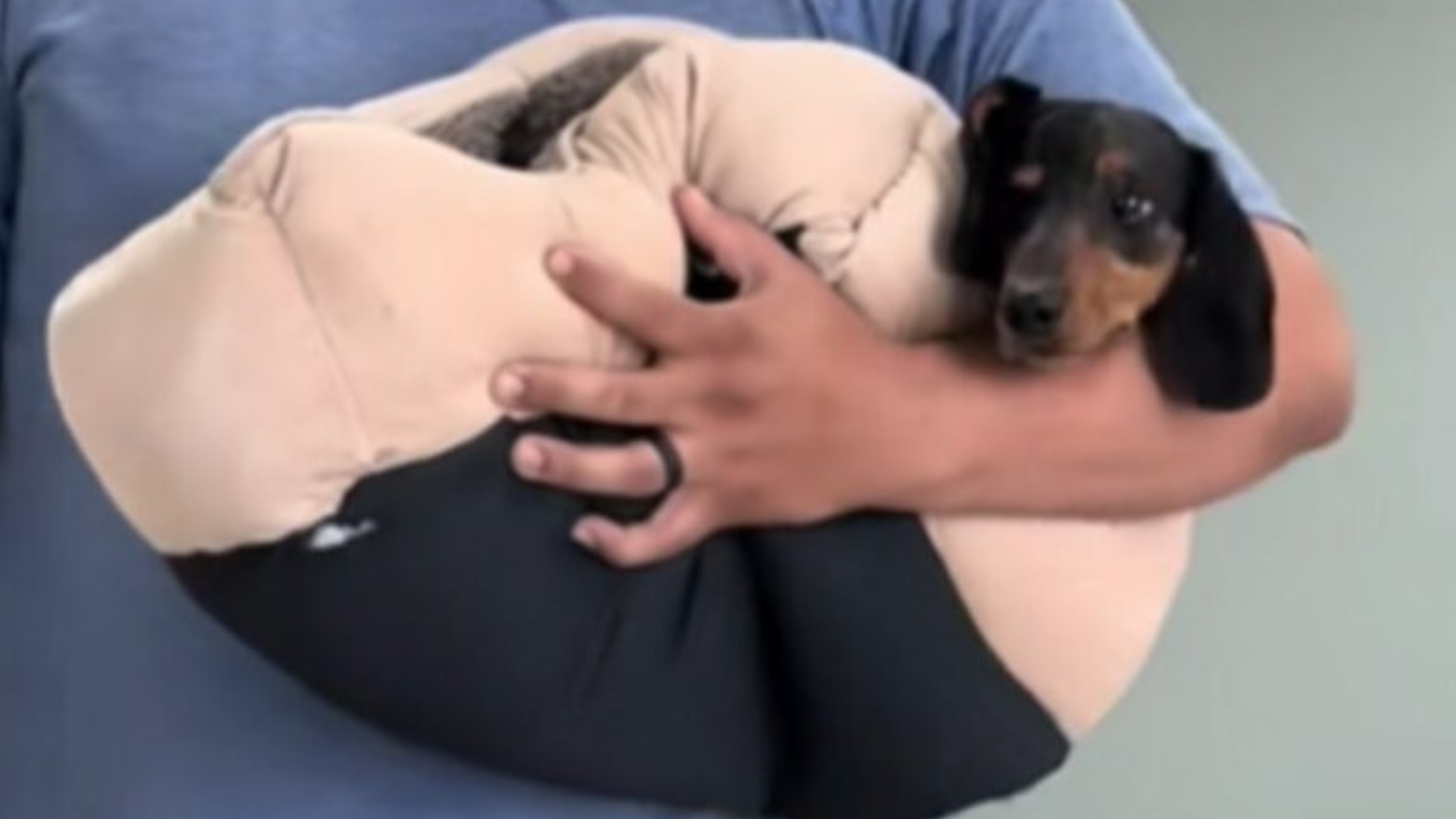 person holding dog in blanket