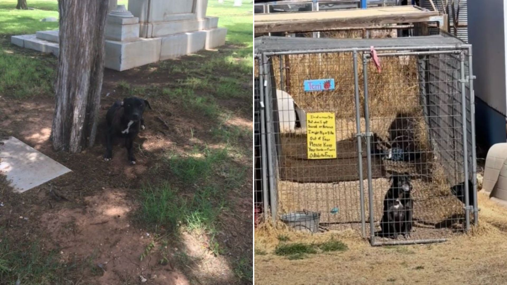 dog in cemetery