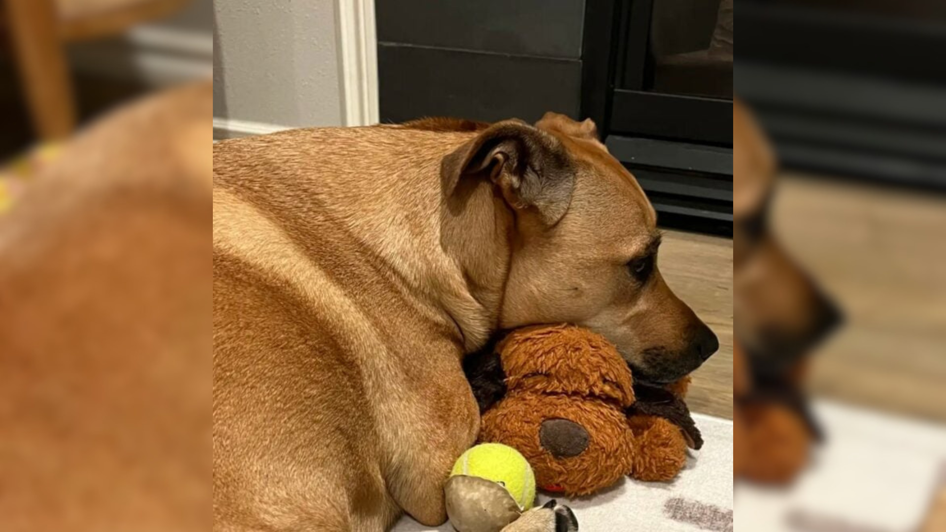 dog with plushie toy