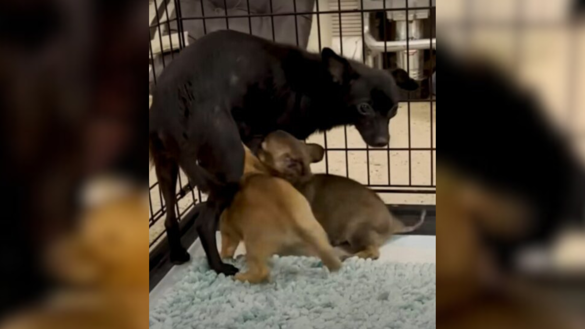 mom dog with puppies