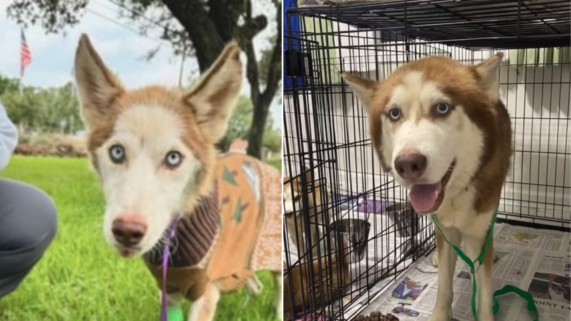 brown husky dog