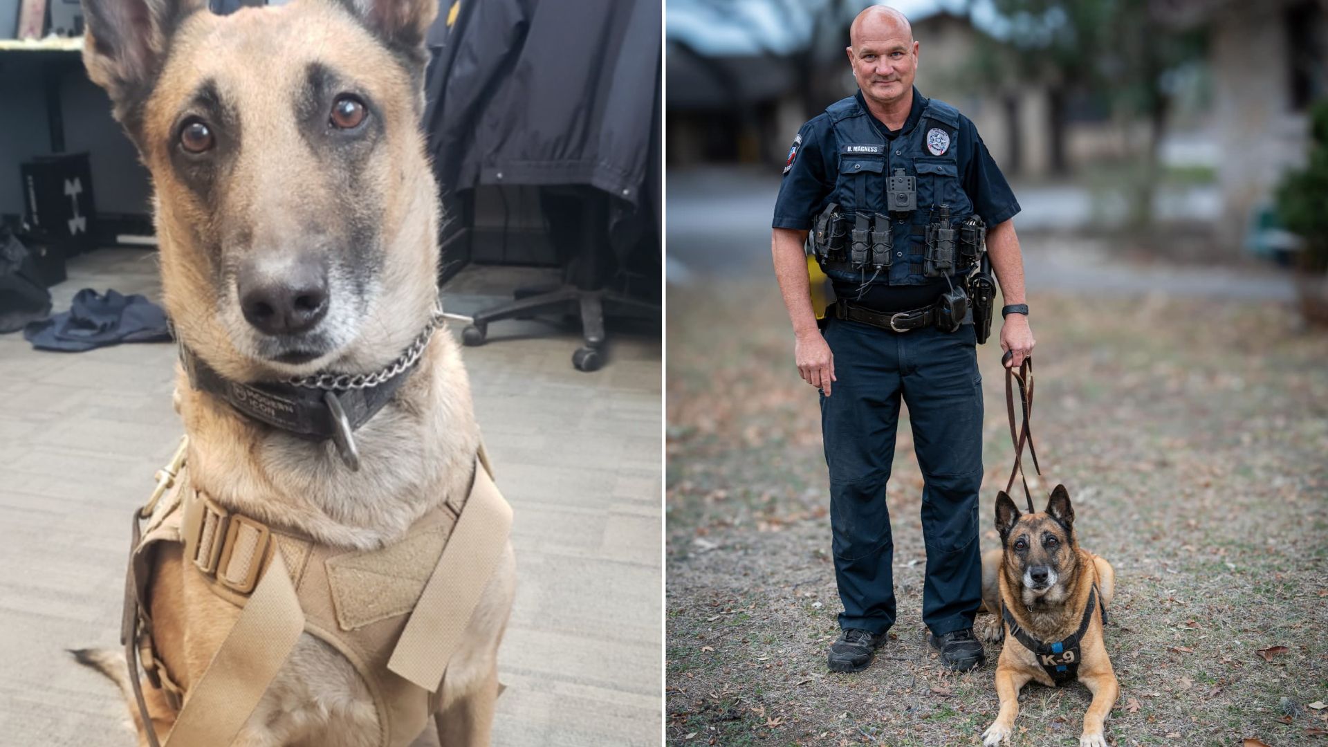 K9 dog and officer