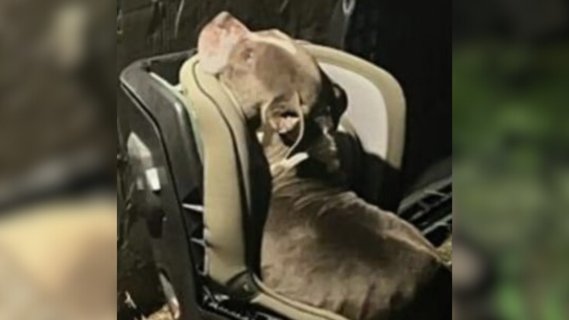 dog in a child's car seat