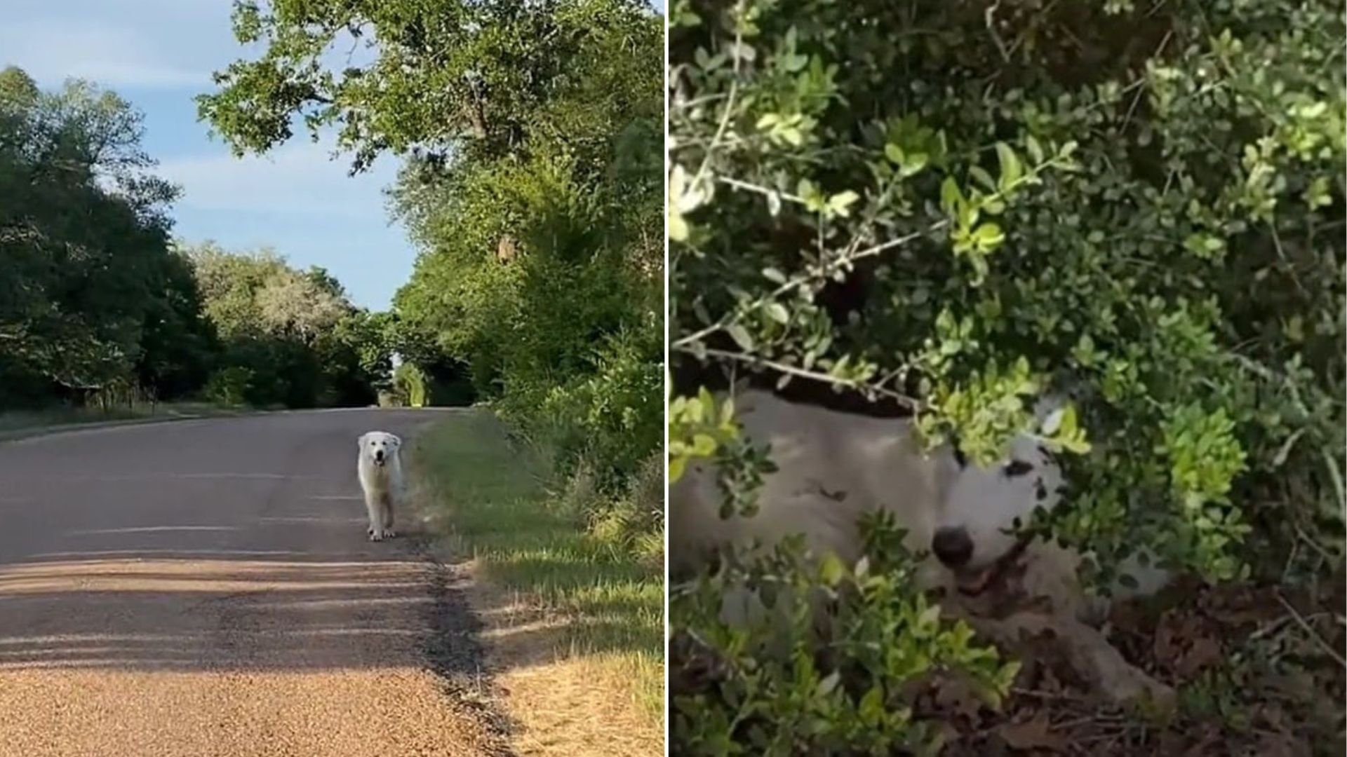 dog on road