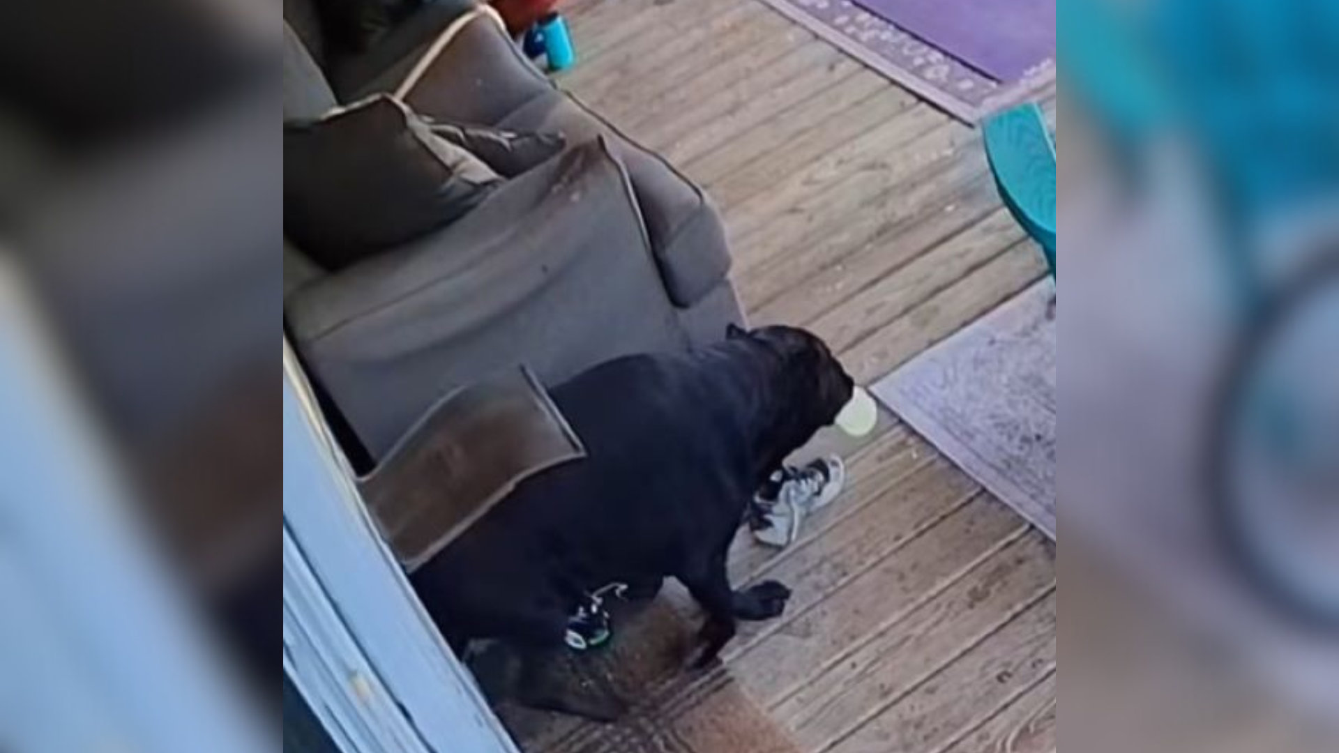 camera footage of dog
