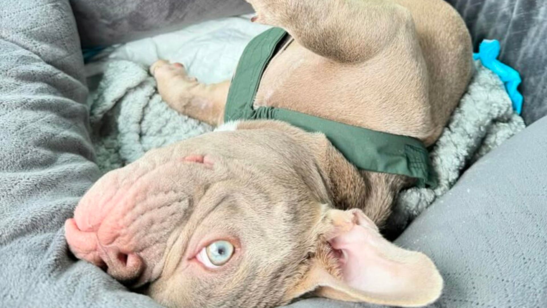 adorable dog laying down