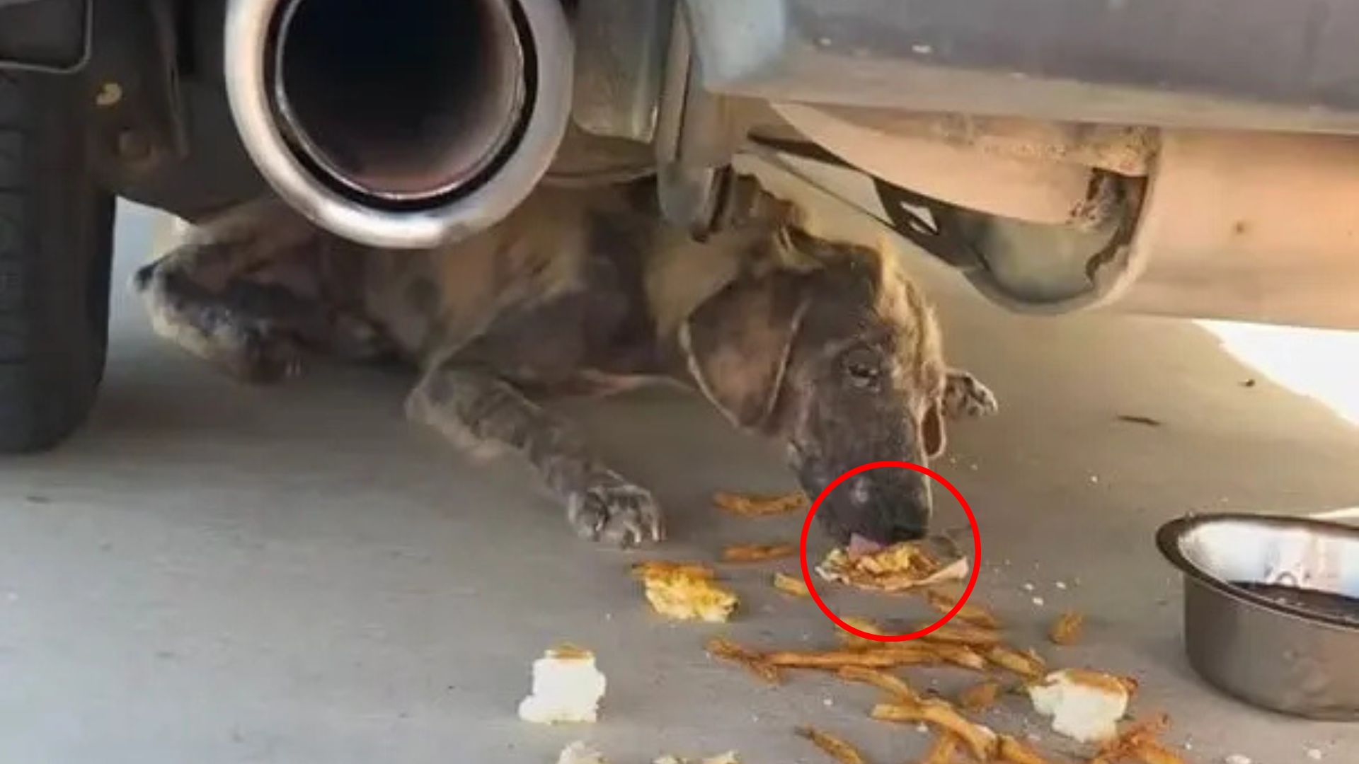dog under car