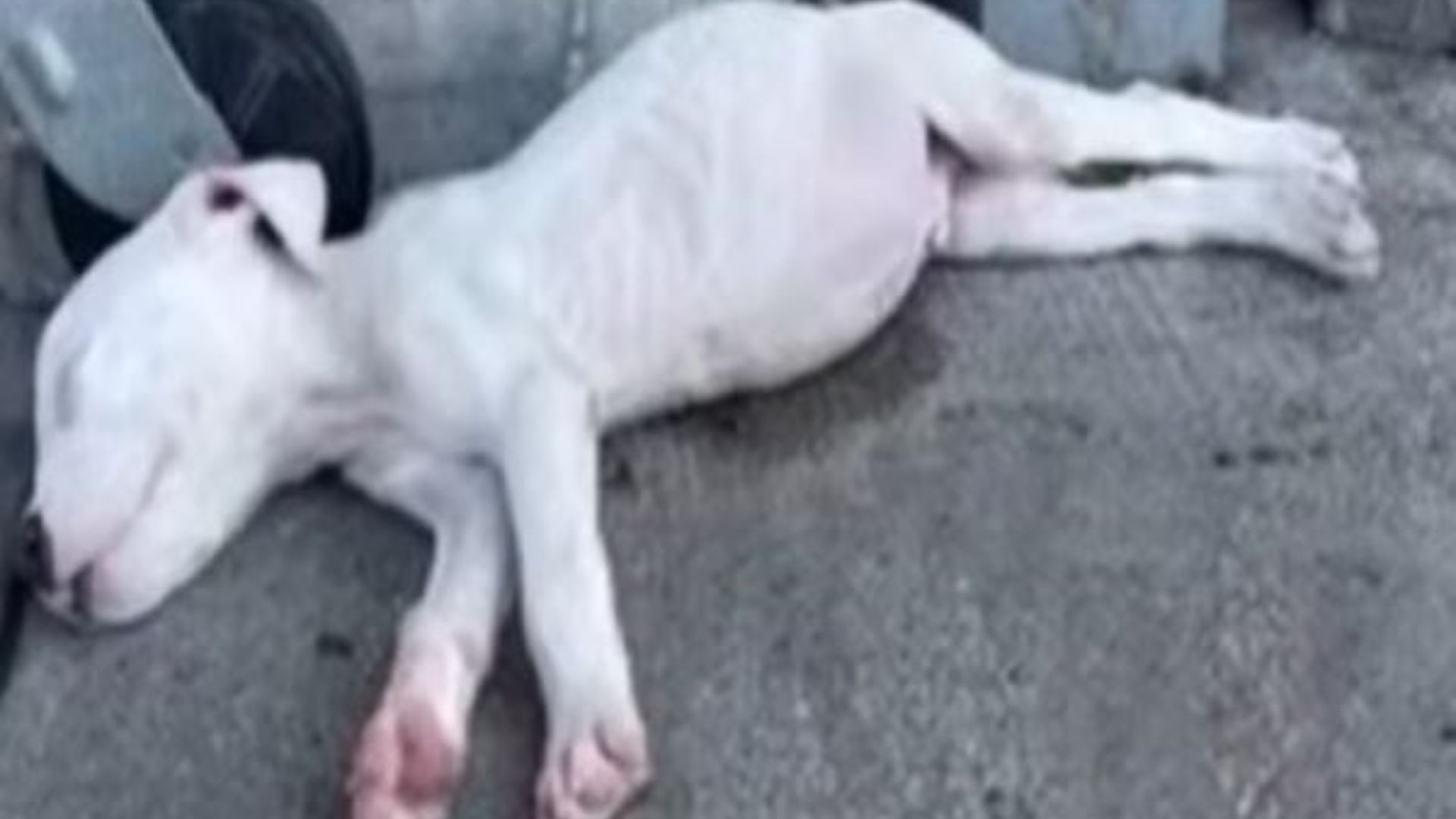 white dog laying down