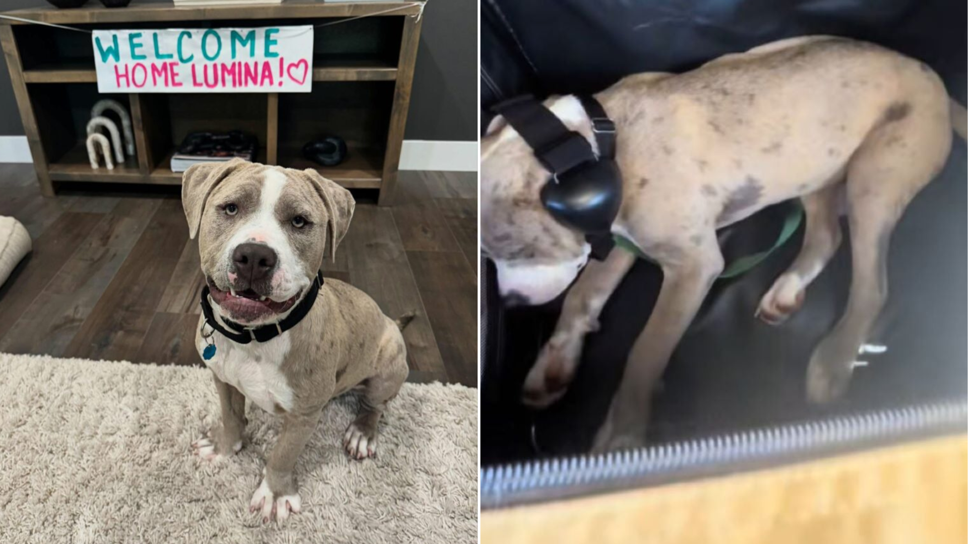 dog celebrating at home