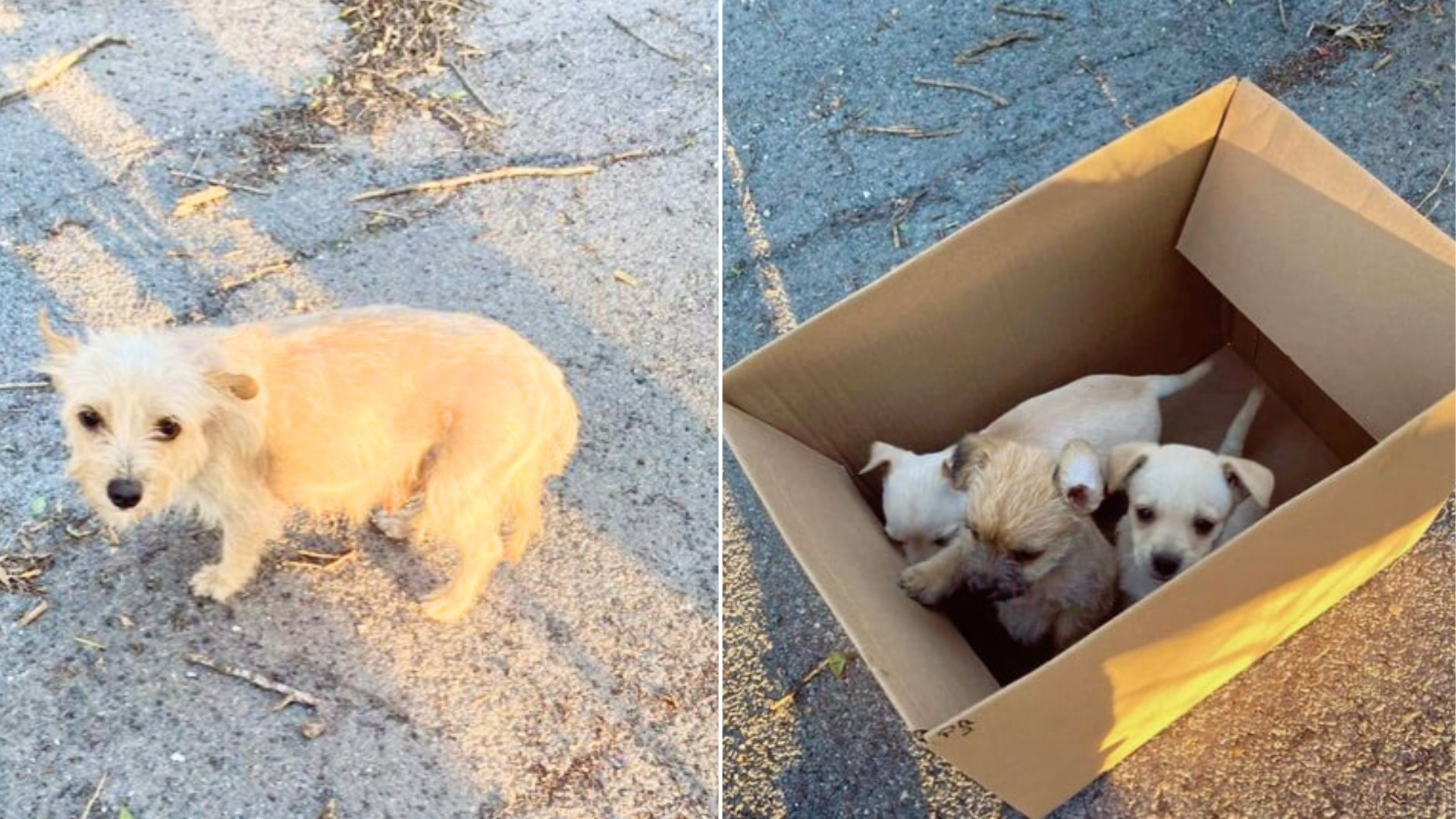 dog and puppies in box