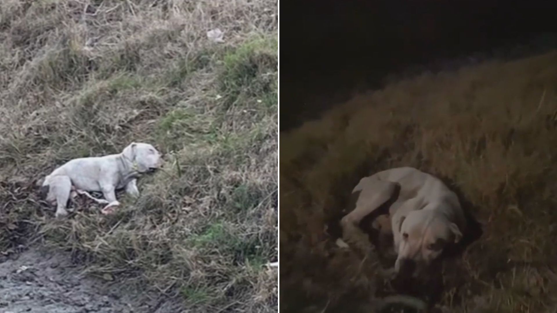 fragile white dog