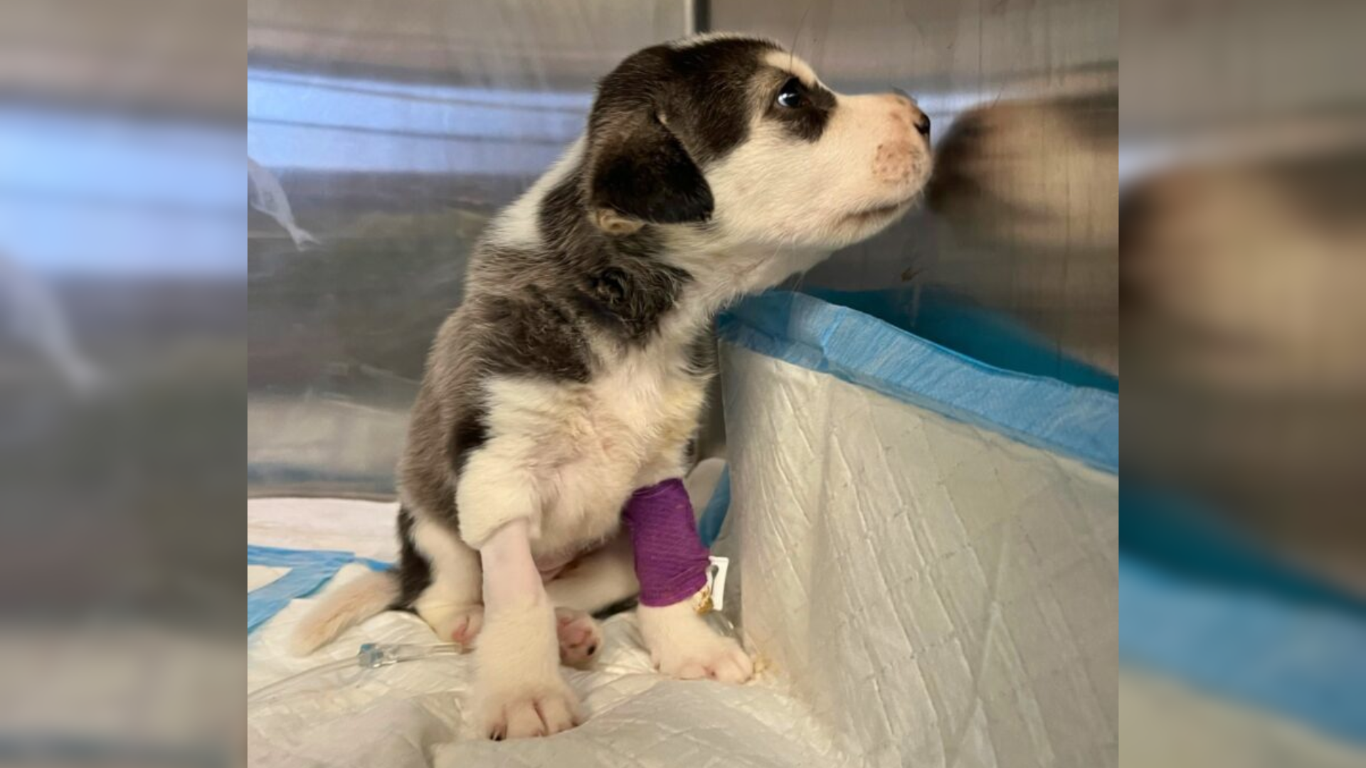 tiny puppy with broken leg
